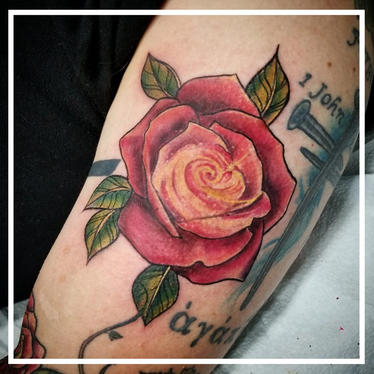 Galaxy Rose