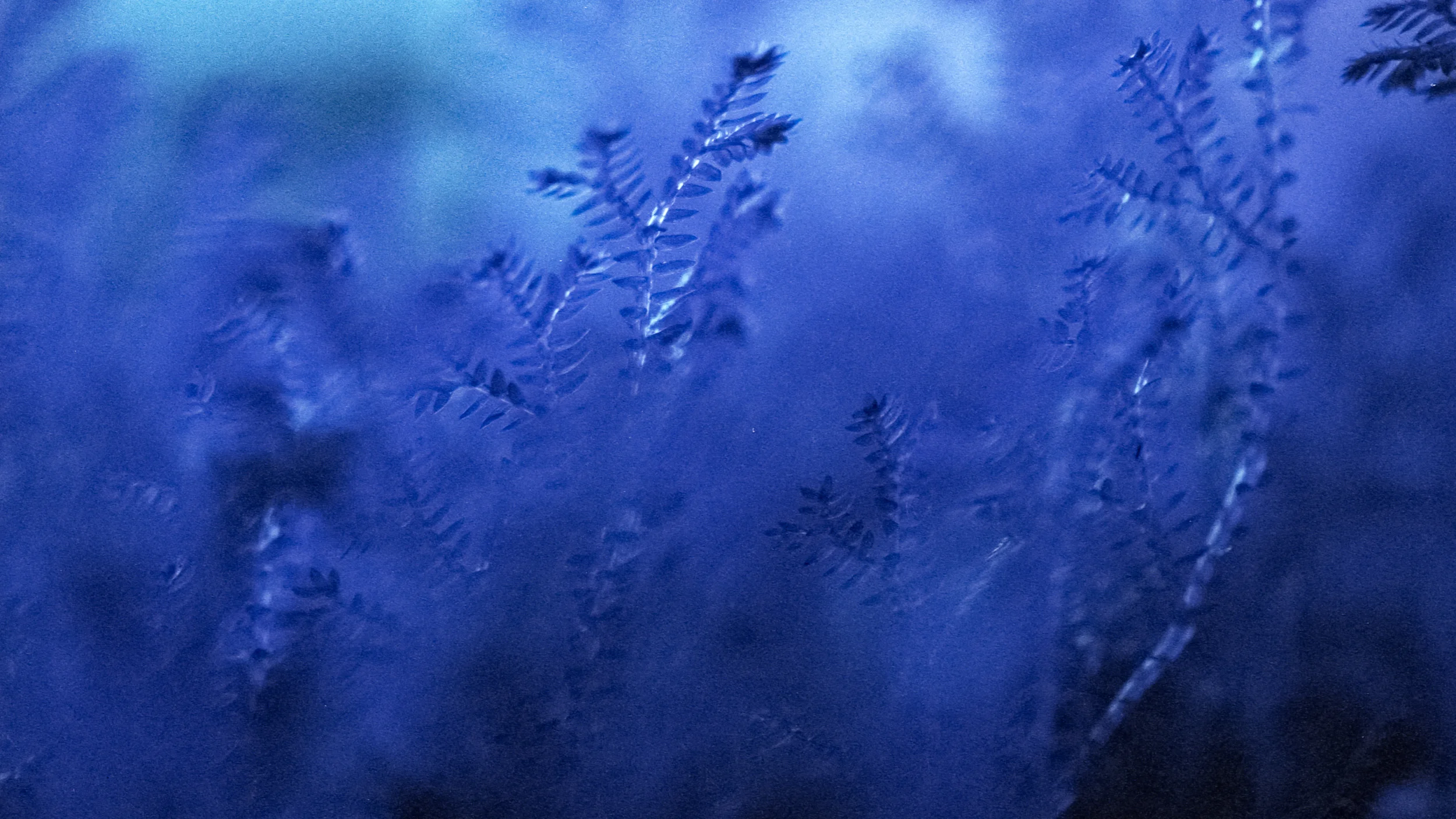 EOS3-LomochromePurpleXR-068-2.jpg
