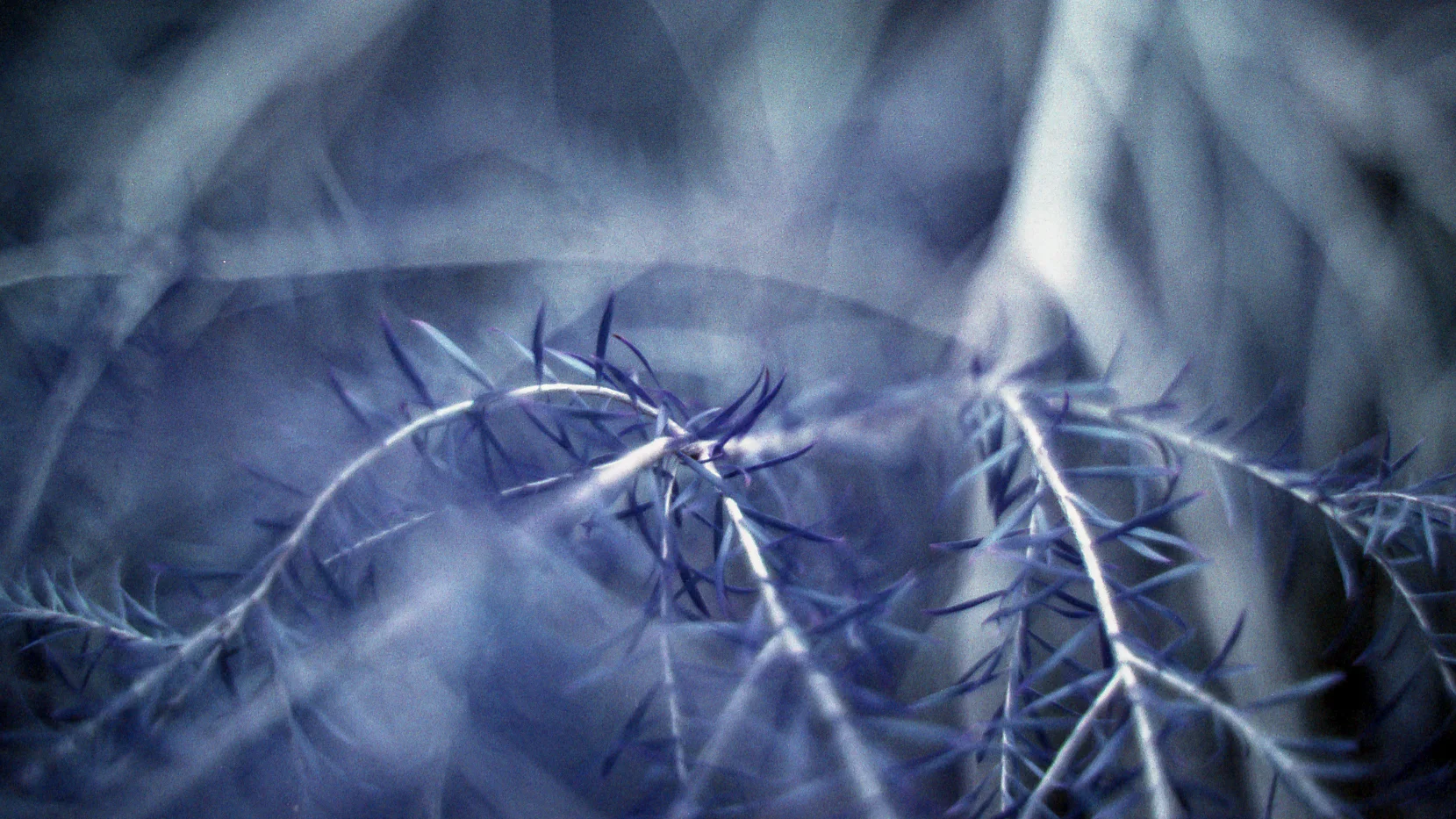 OM4_Lomochrome_PurpleXR-006.jpg