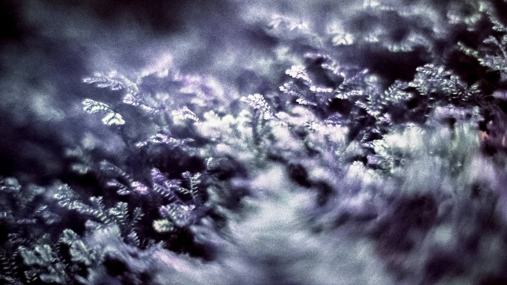 OM4_Lomochrome_PurpleXR-022.jpg