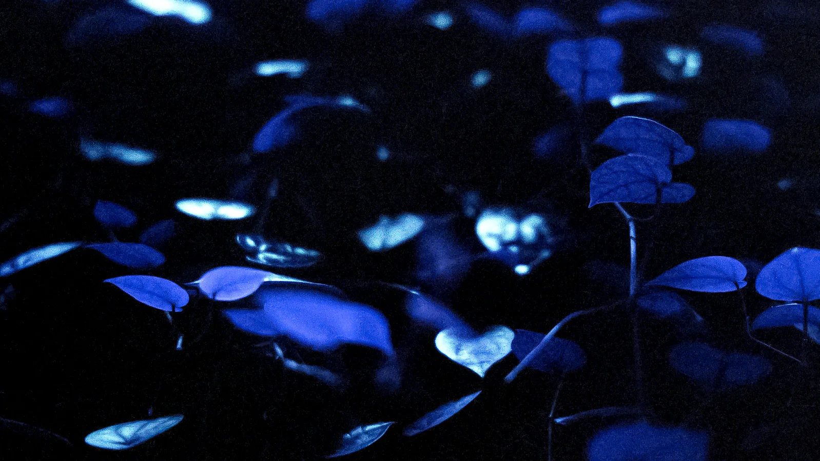 OM4_Lomochrome_PurpleXR-023.jpg