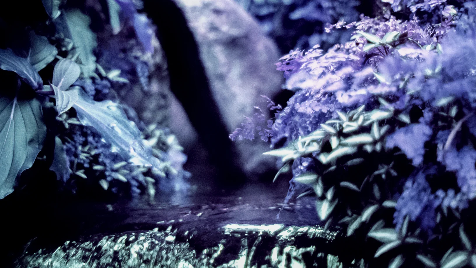 OM4_Lomochrome_PurpleXR-028.jpg