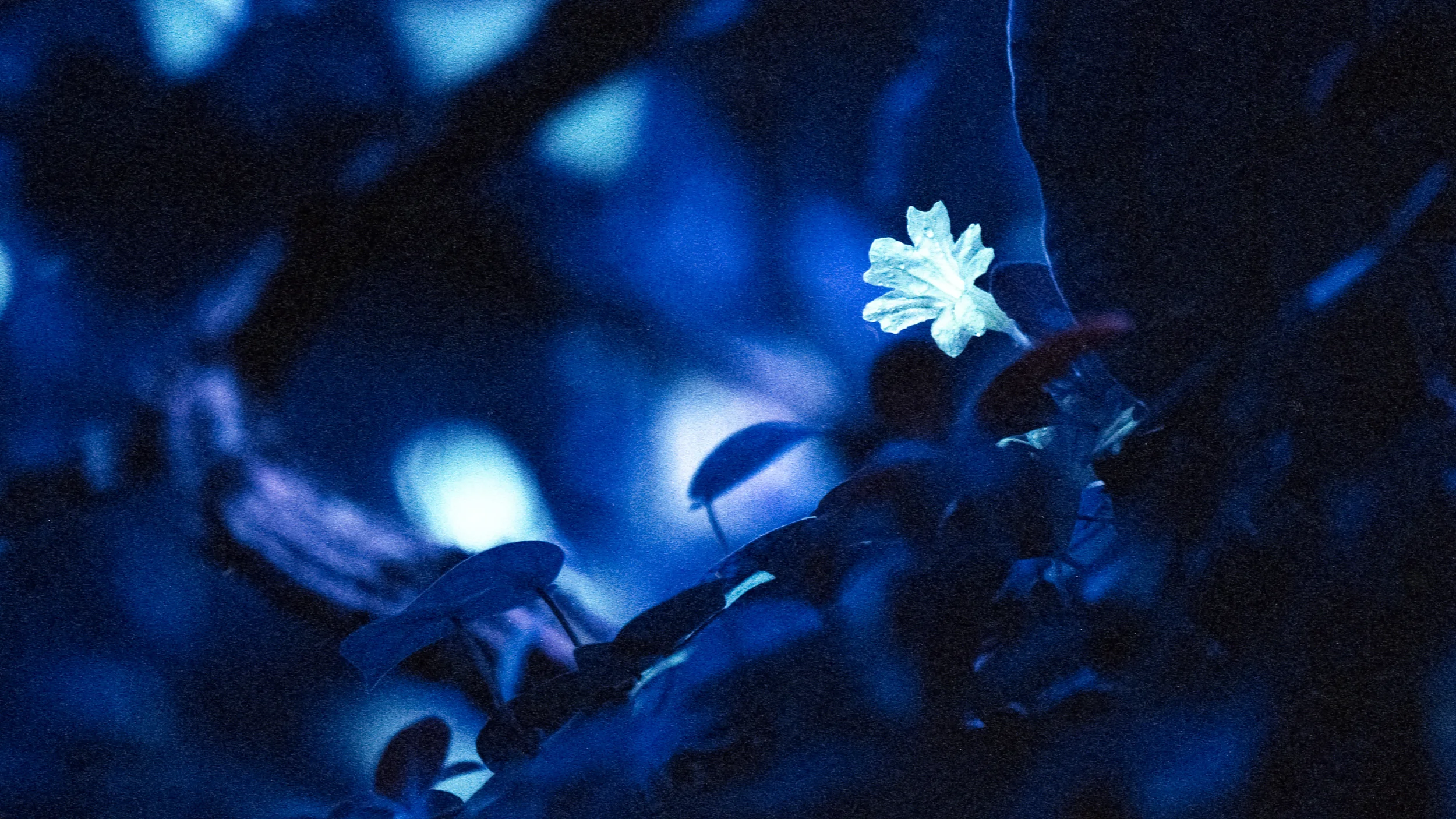EOS3-LomochromePurpleXR-024-2.jpg