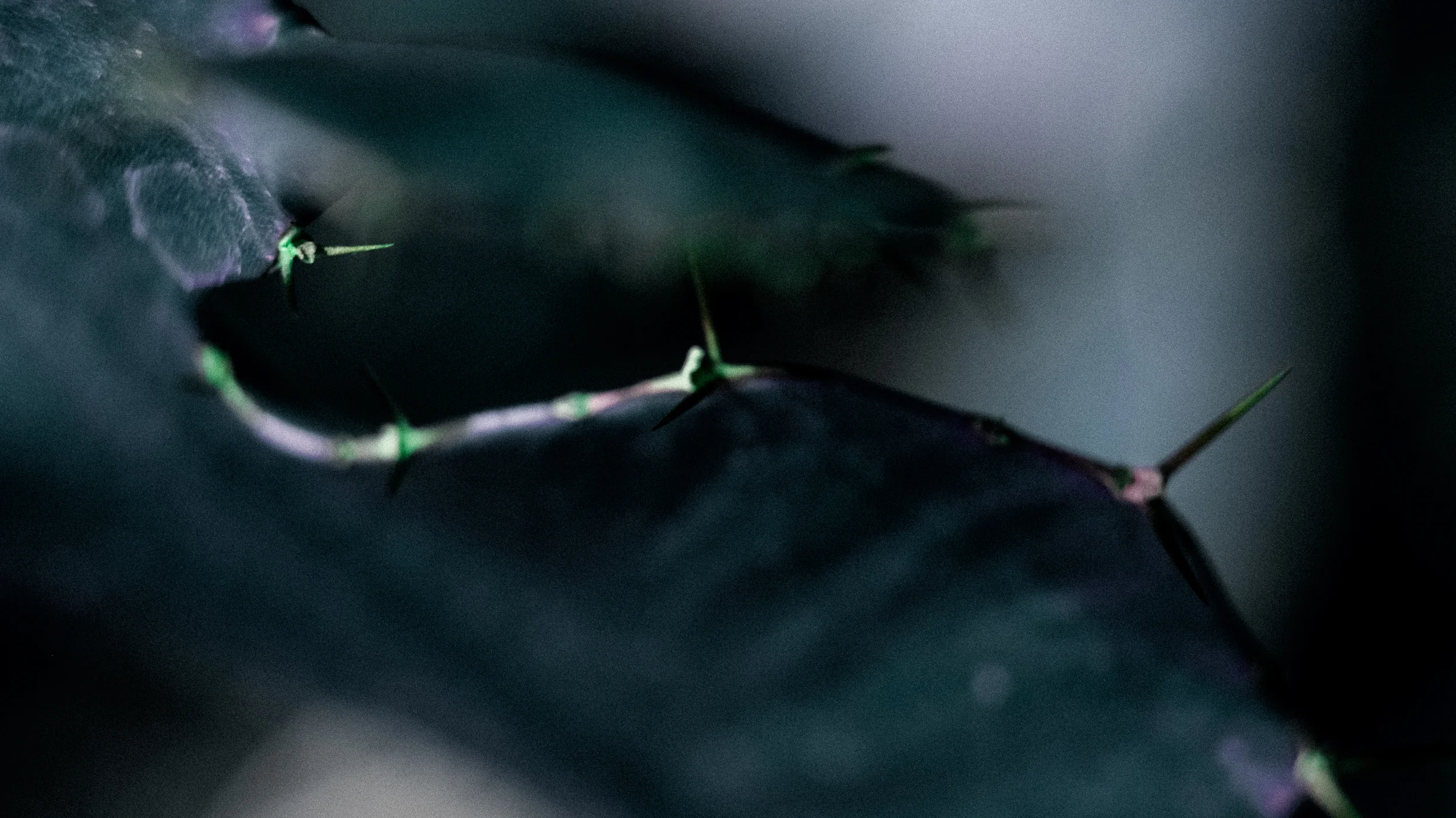 WEB-2.jpg