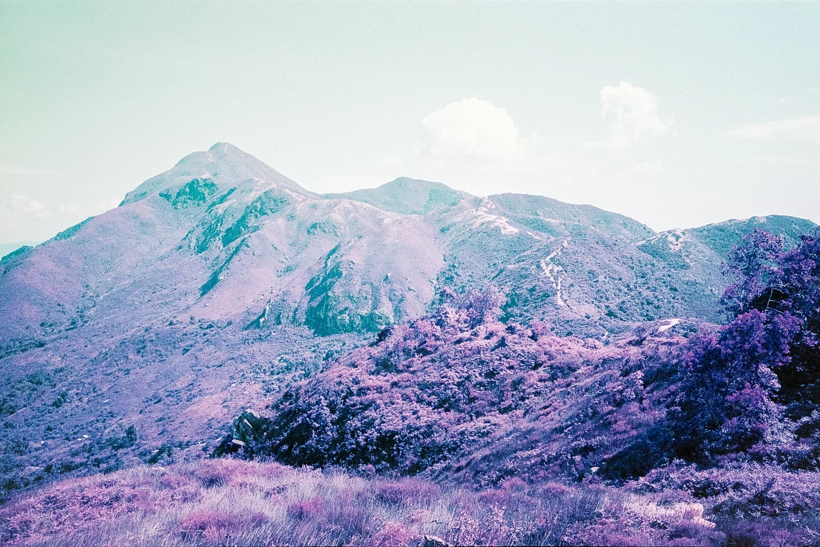 1080WEB-ANI_135_PXR_Ultra Violet-01.jpg