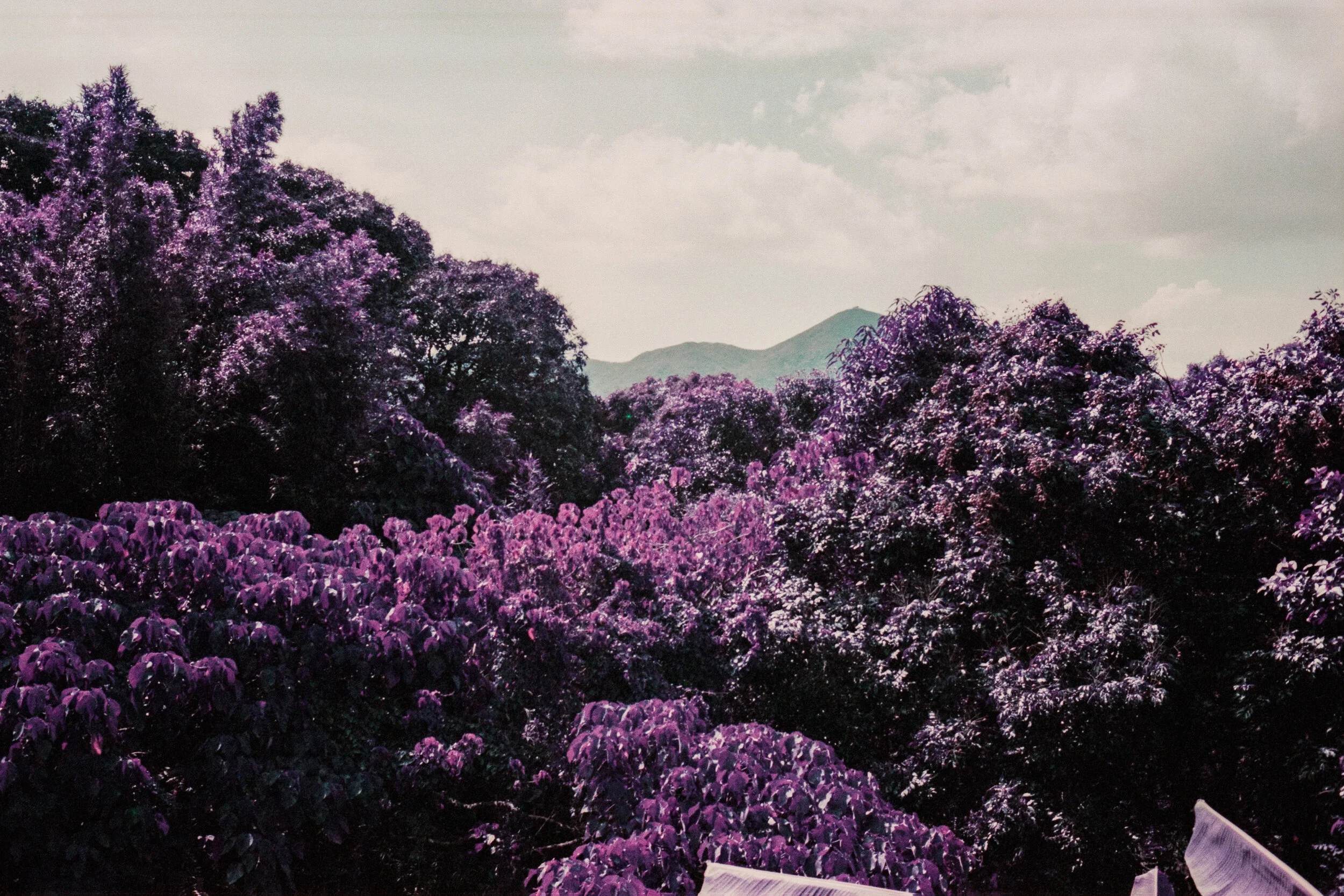 4KWEB-Ultra Violet-012.jpg