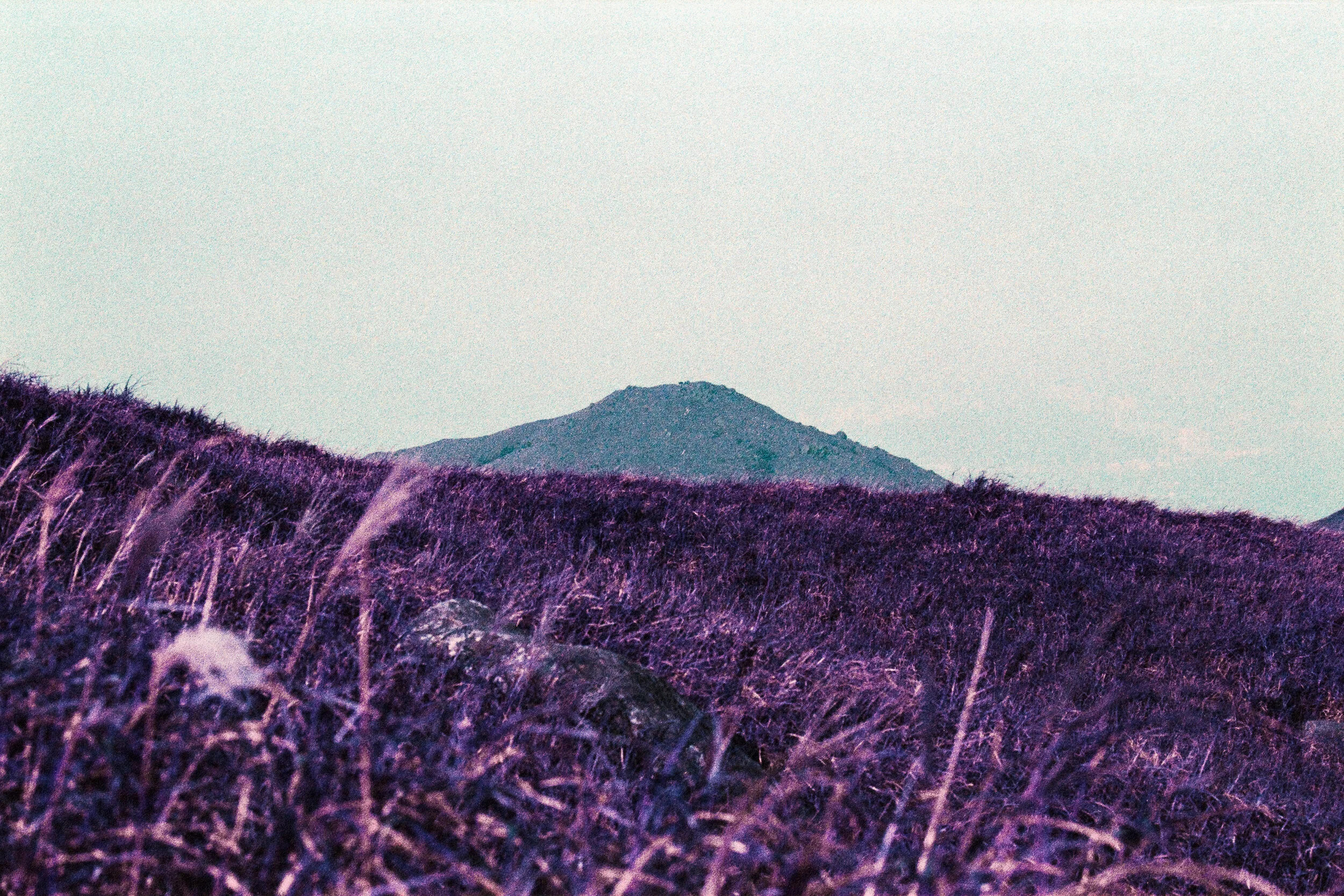 4KWEB-Ultra Violet-017.jpg