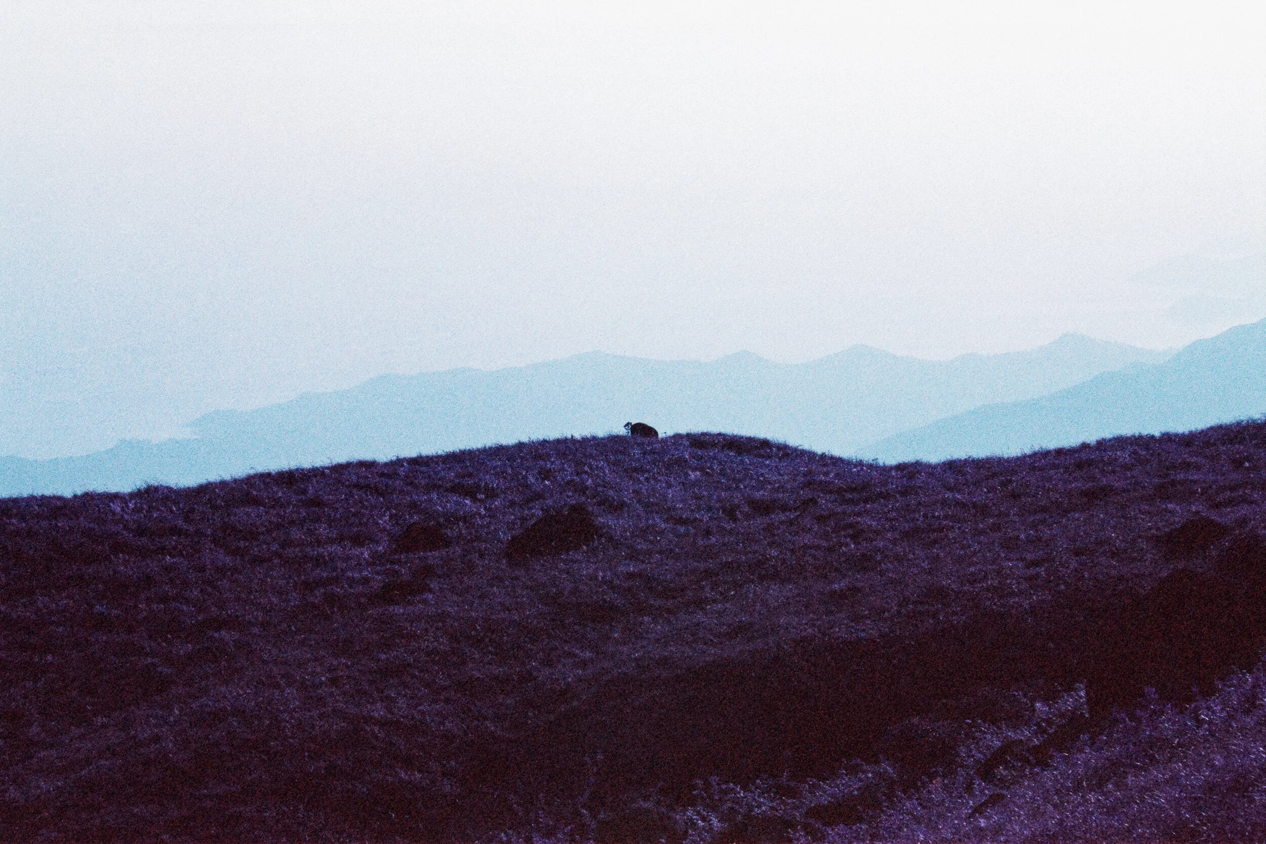 4KWEB-Ultra Violet-018.jpg