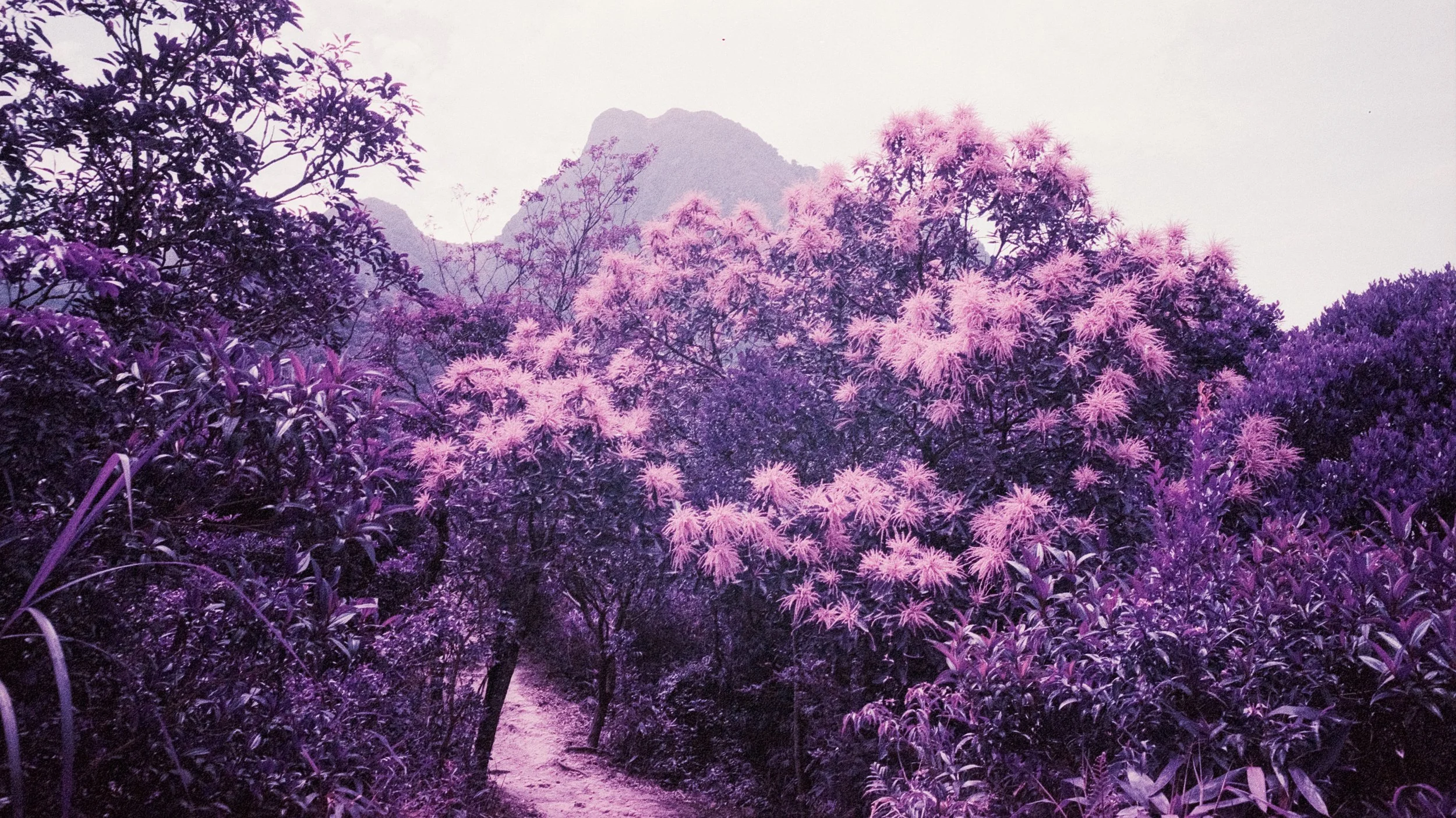4KWEB-M6-2022-Lomochrome Purple XR-011.jpg