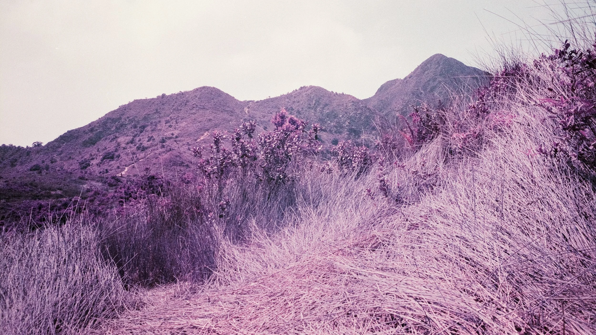 4KWEB-M6-2022-Lomochrome Purple XR-024.jpg