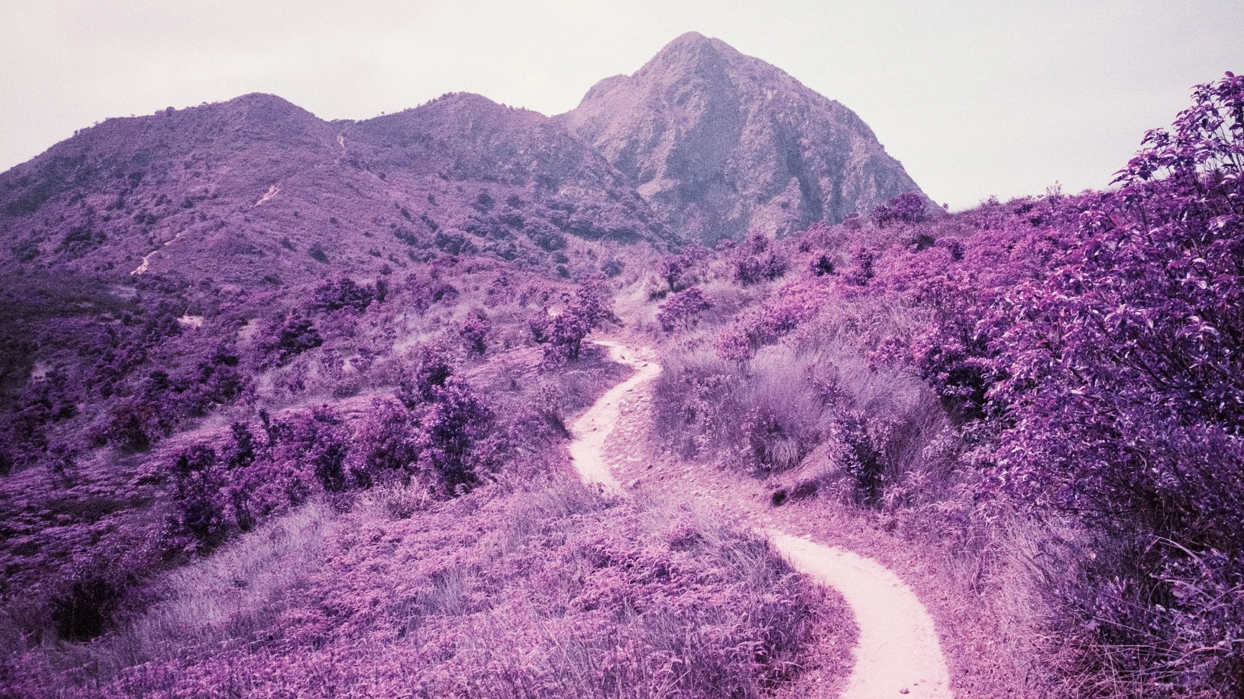 4KWEB-M6-2022-Lomochrome Purple XR-026.jpg