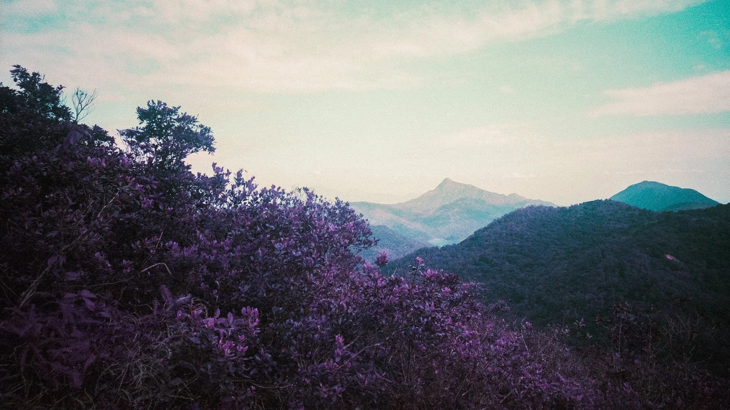 4KWEB-M6-2024-Lomochrome Purple XR-077.jpg