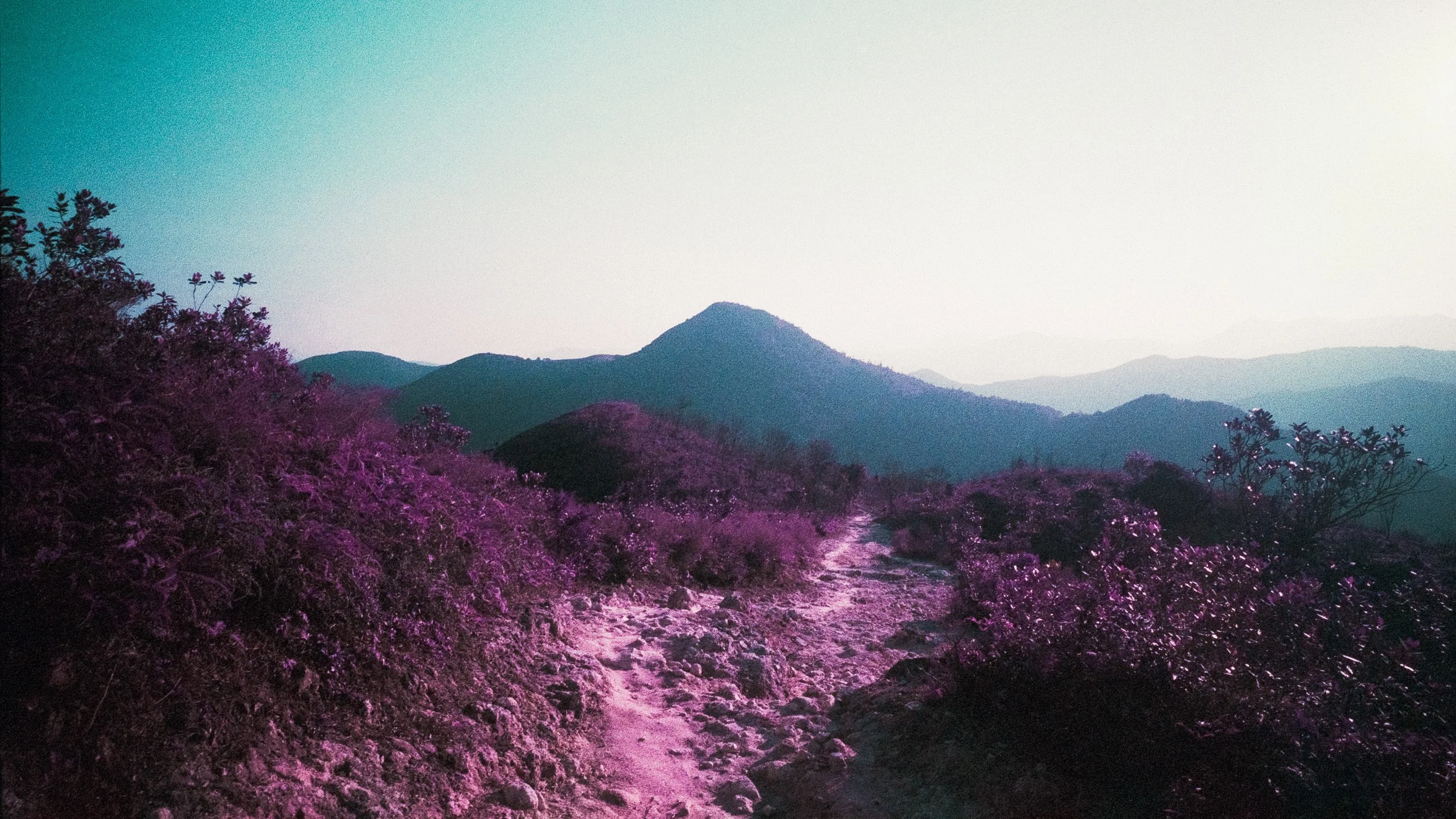 4KWEB-M6-2024-Lomochrome Purple XR-102.jpg