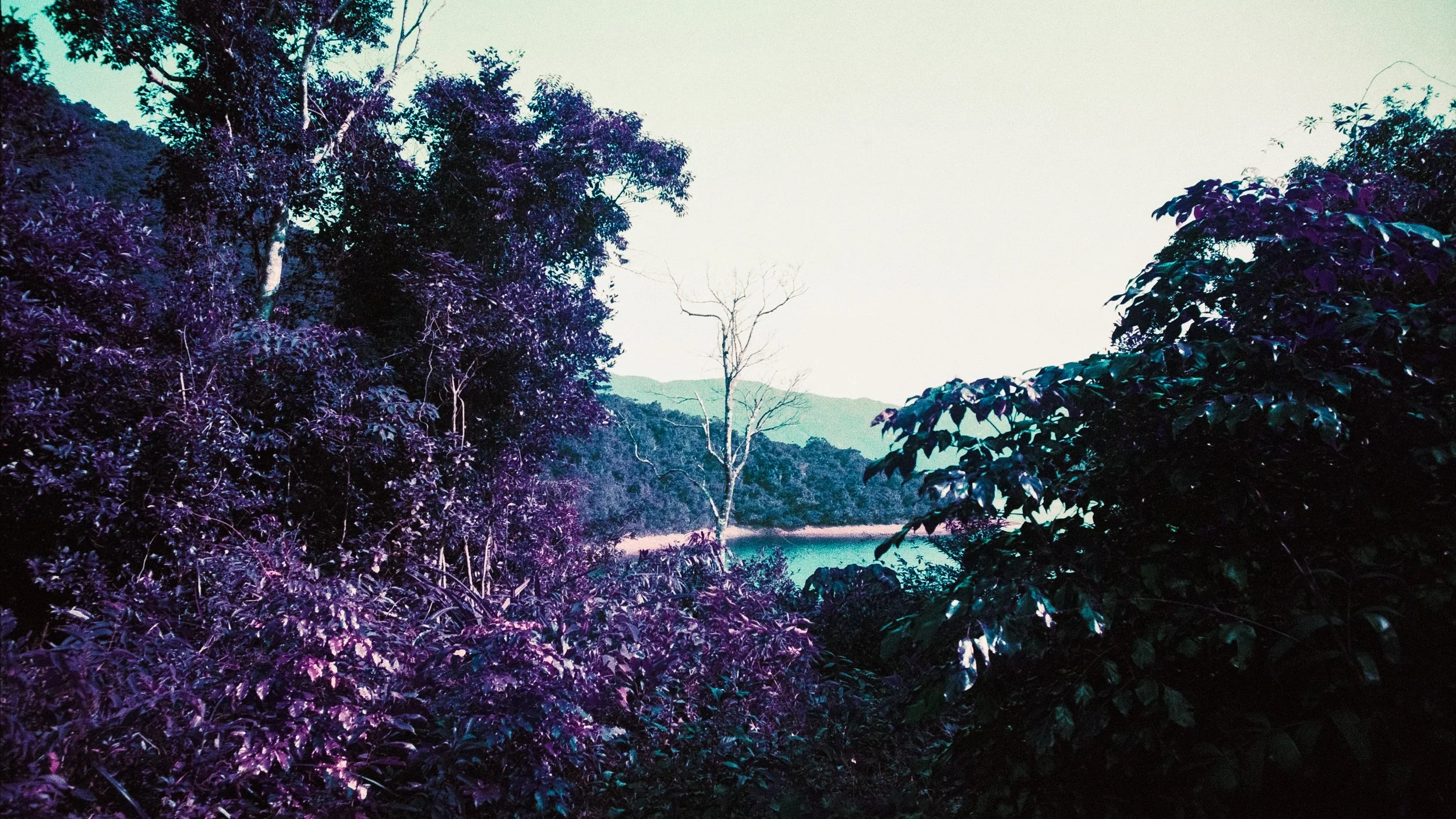 4KWEB-M6-2024-Lomochrome Purple XR-127.jpg