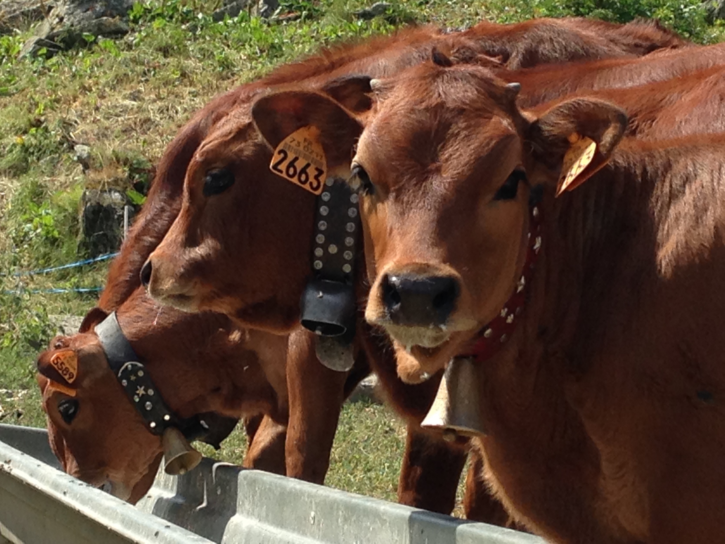 Adorable alpine cows make delicious cheese. 