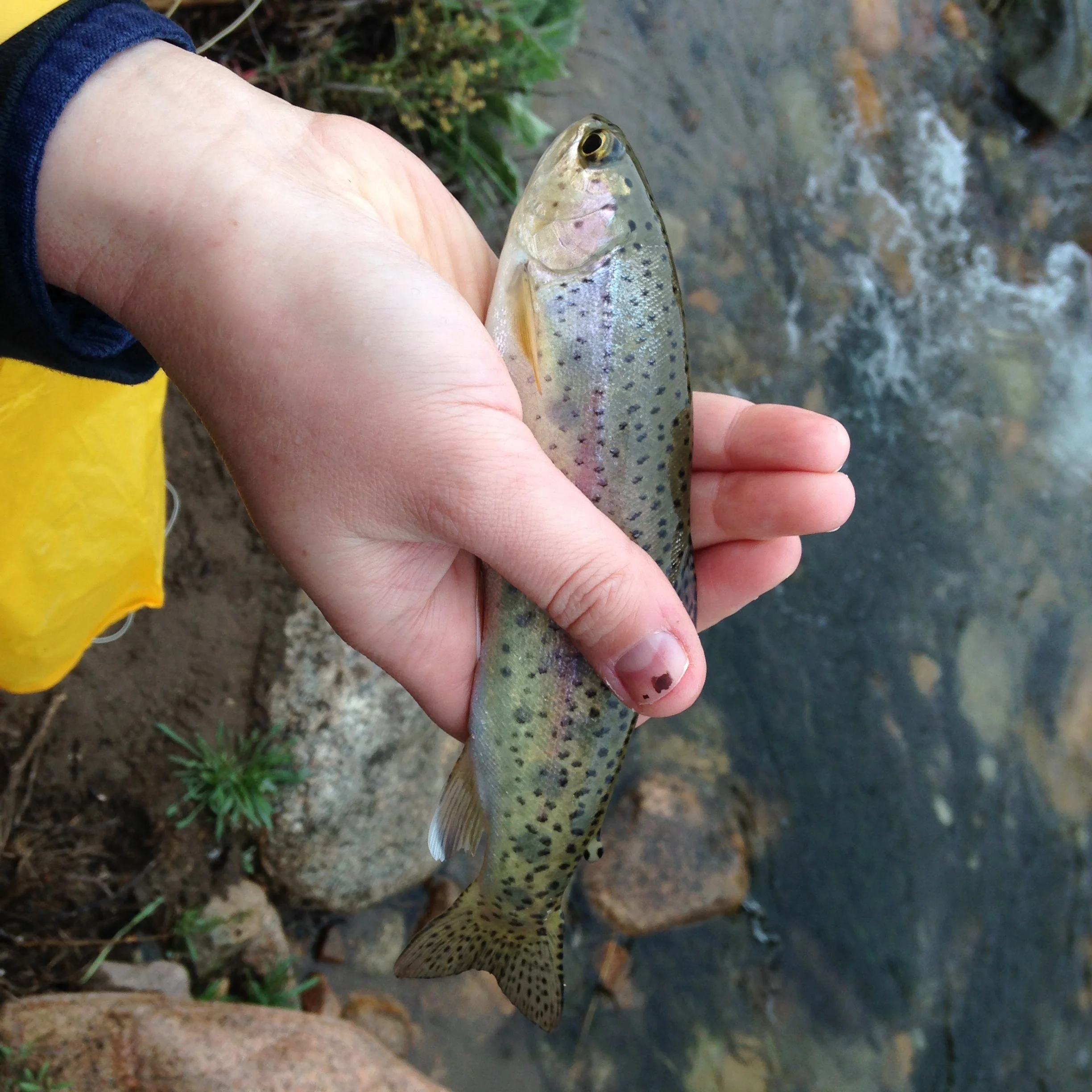 Tiny Argentinian rainbow trout, too small to keep. 