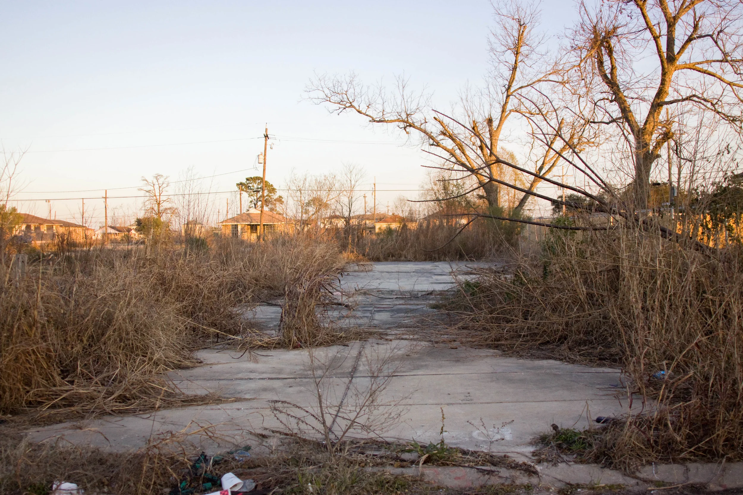  Overgrown area where a house once was, January 12, 2010. 