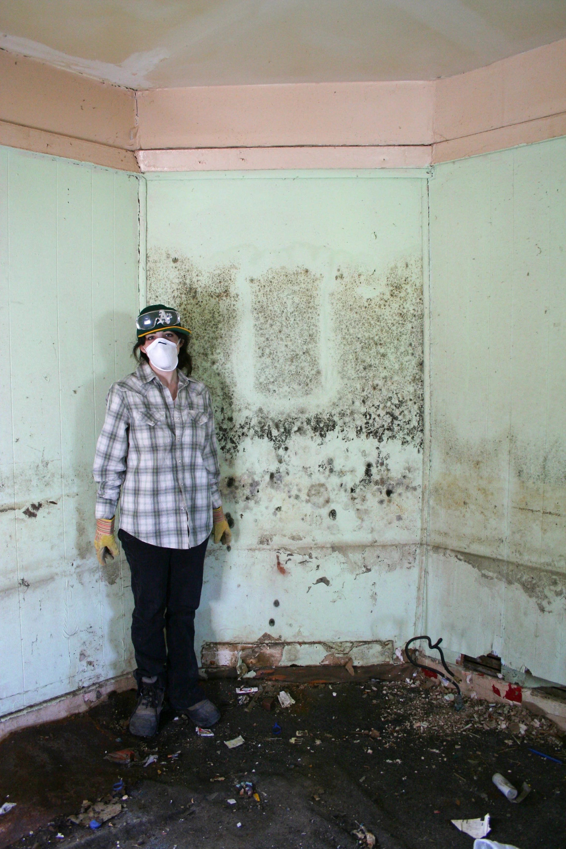  Mold on the wall marking how high the water was within the house. 