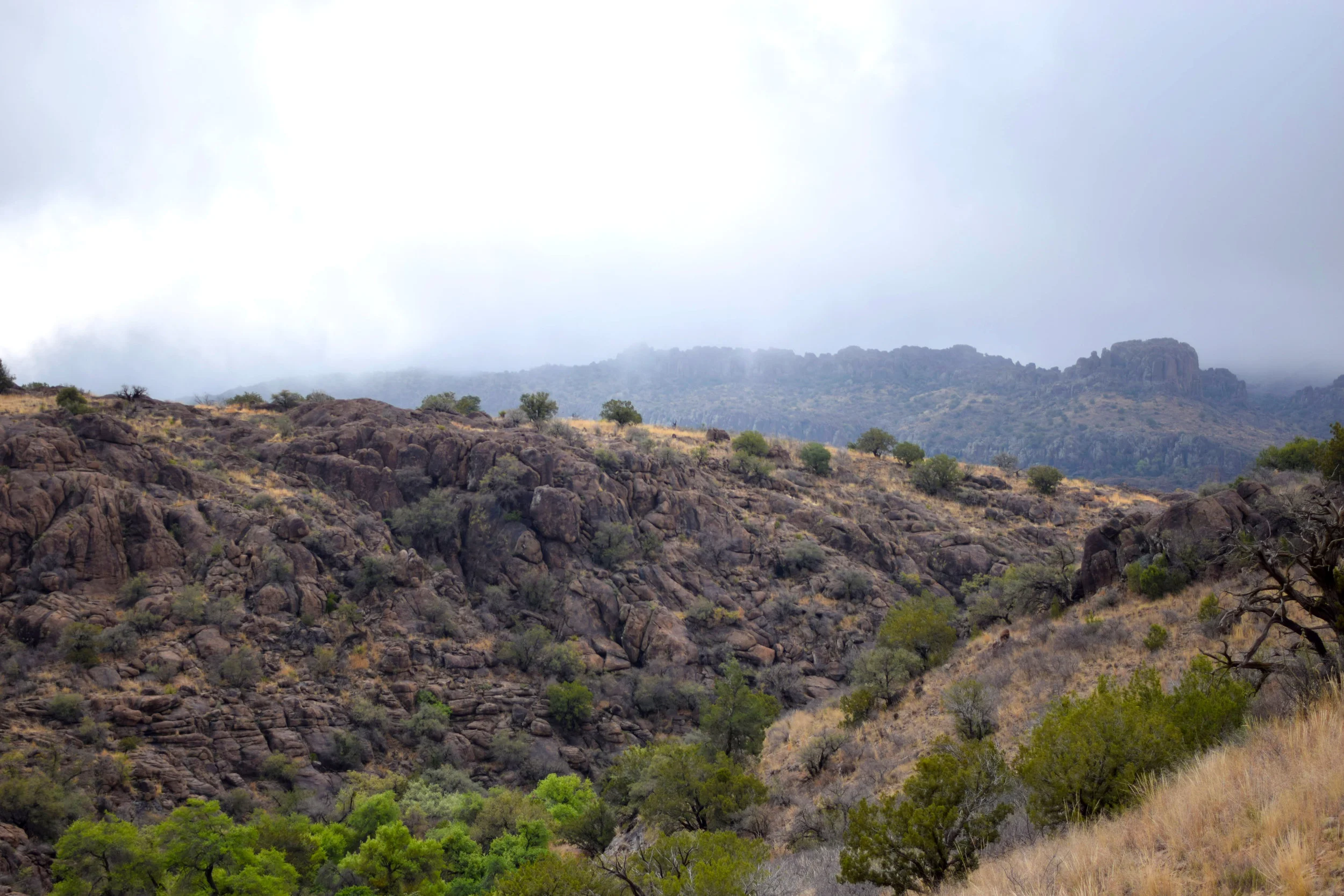 DSC_0842.jpg