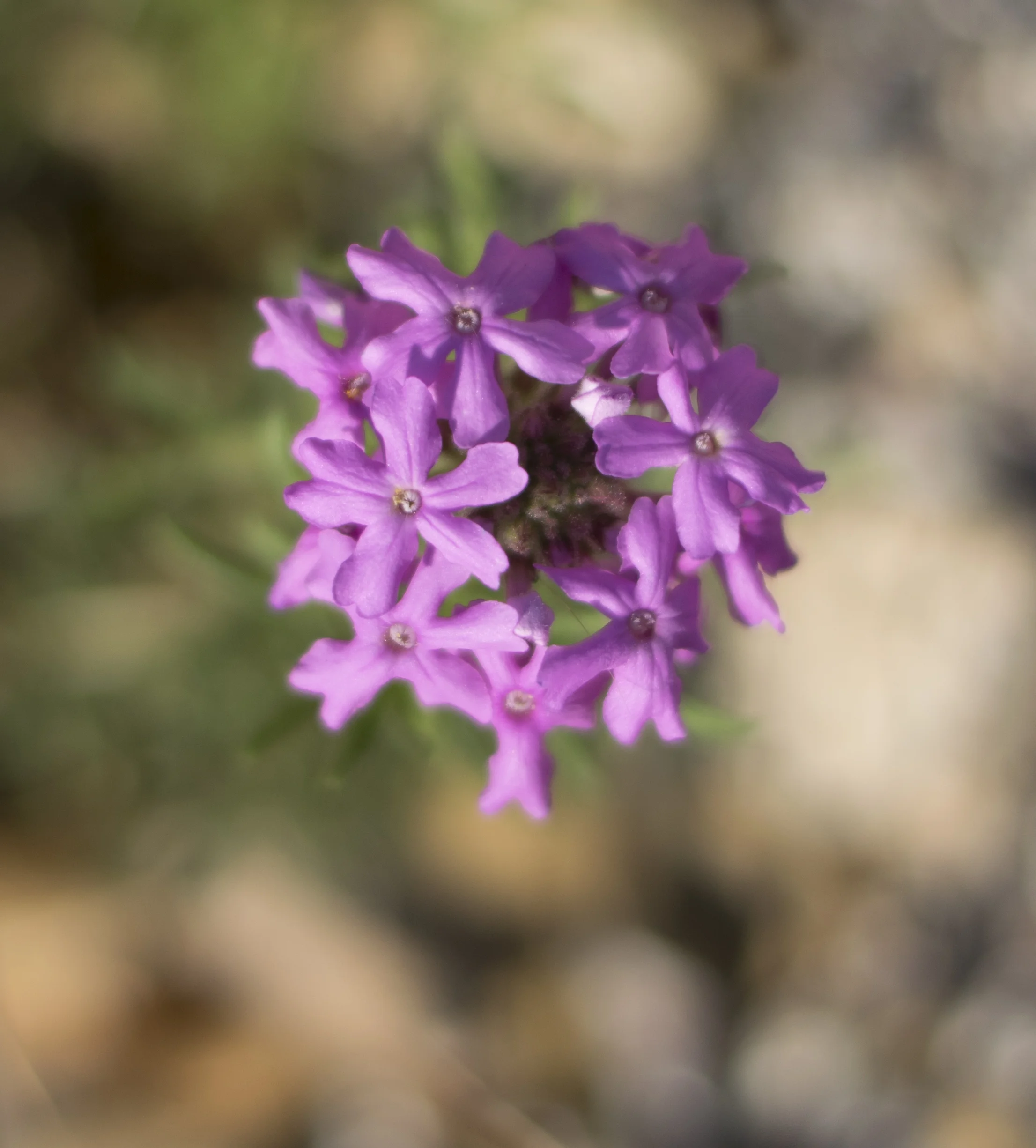 DSC_0392.jpg
