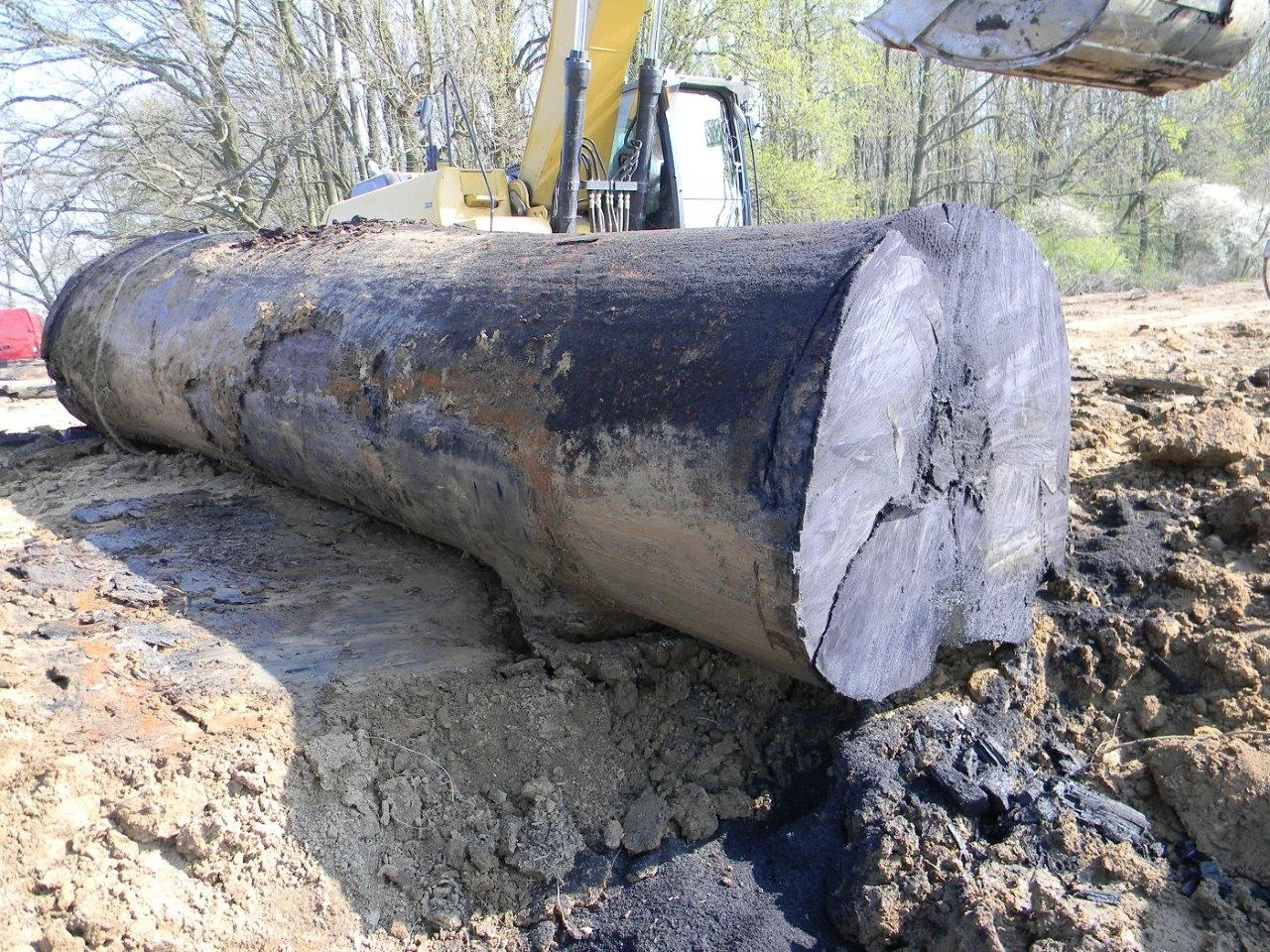 A TIMELESS GEM BOG OAK — The Veneer Source Your Source For High