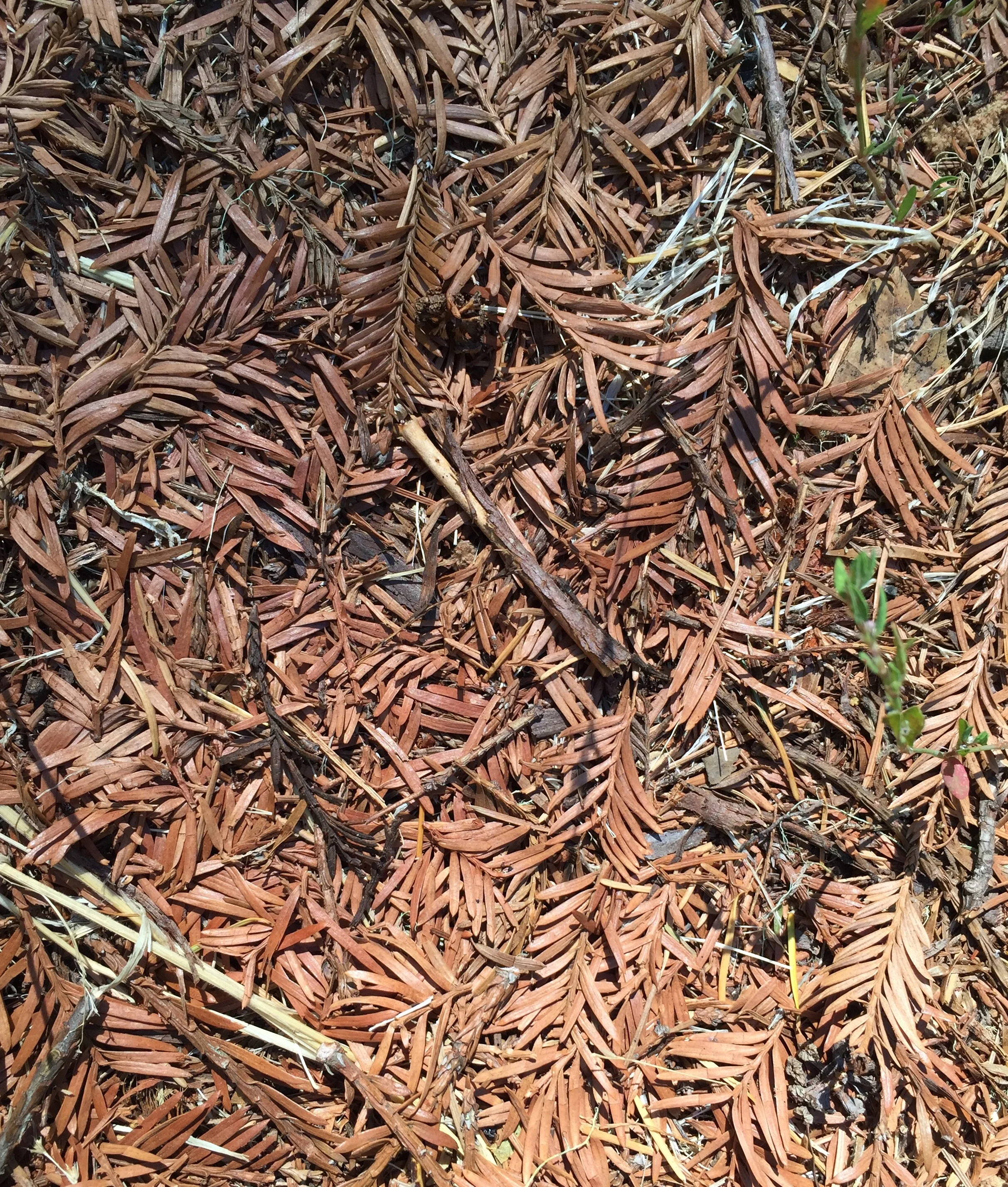 Can you smell the redwood leaves? 
