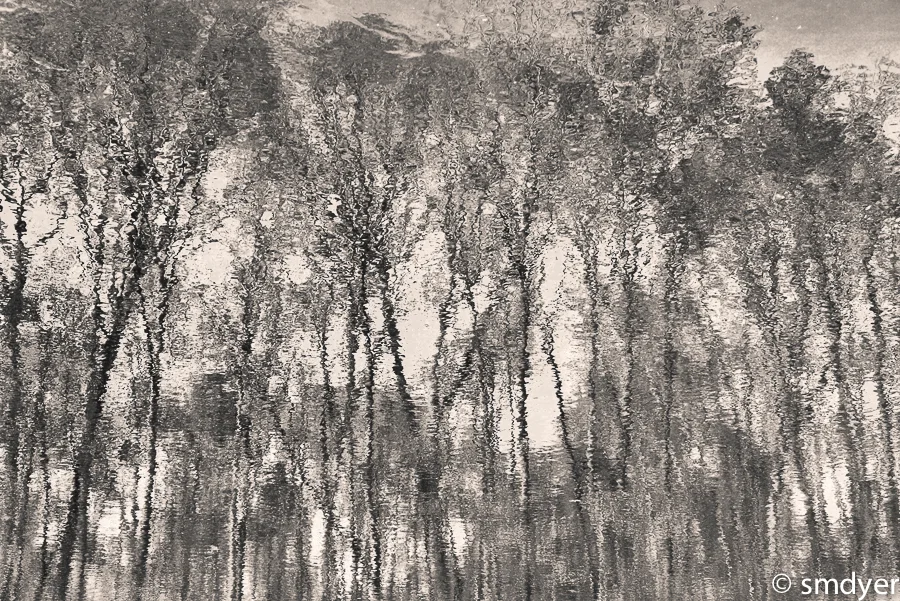 sepia trees