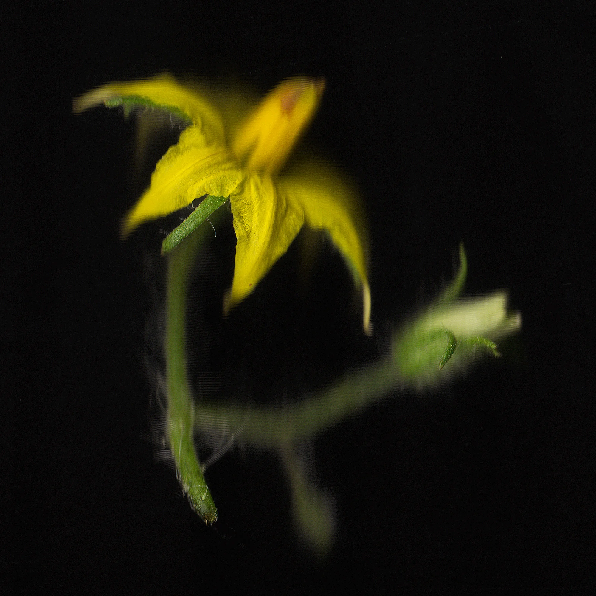 tomato blossom_detail.jpg