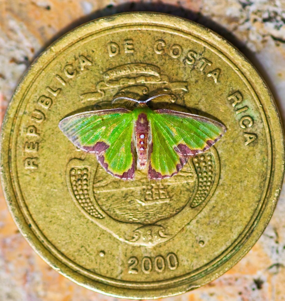 MothCOin_crop1.jpg