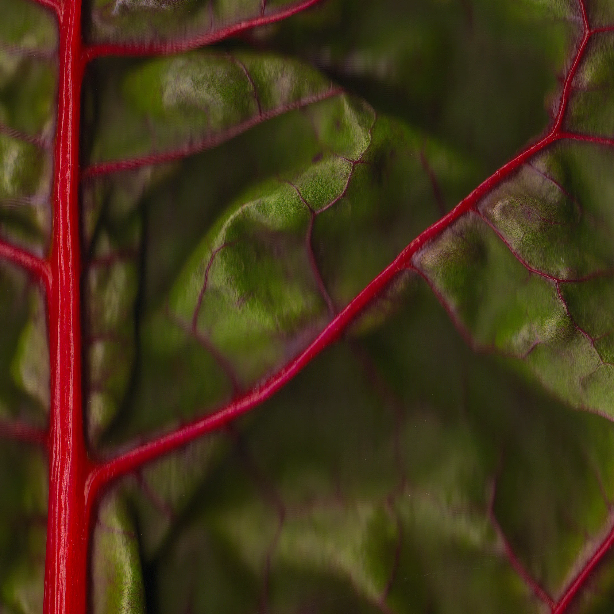 Swiss Chard_detail.jpg