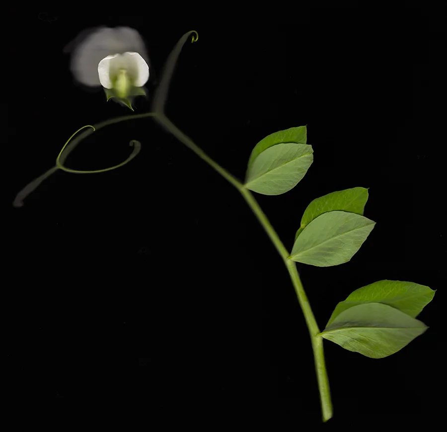 Pea.jpg