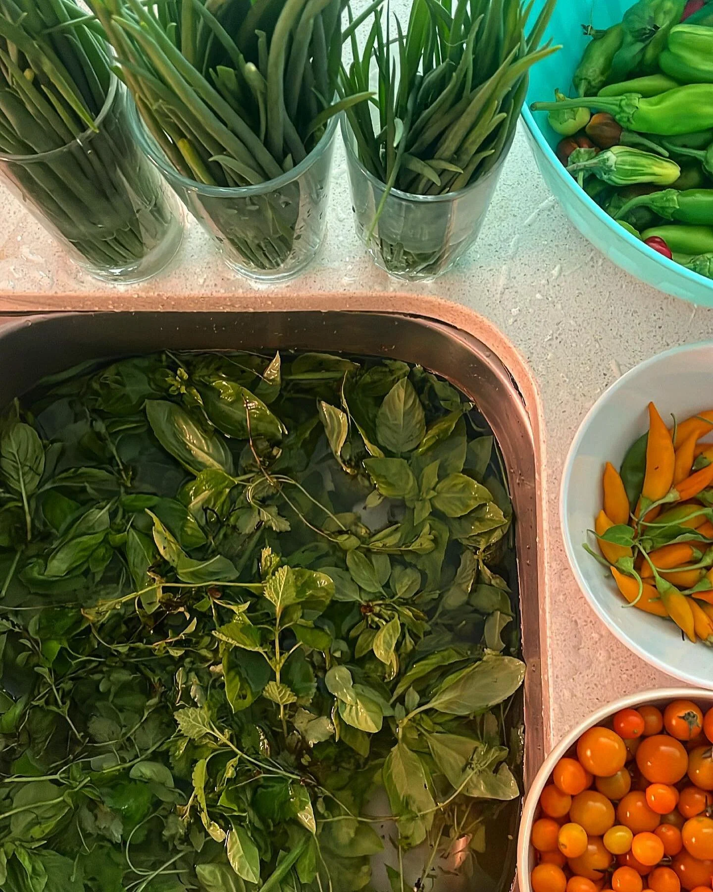 #laborday 
Hard to believe it&rsquo;s been almost 10 years since I decided to till up my entire yard to grow food&hellip; and a bittersweet morning harvesting the last few gems from the plots I&rsquo;ll be leaving behind today. From 2013, I&rsquo;ve 