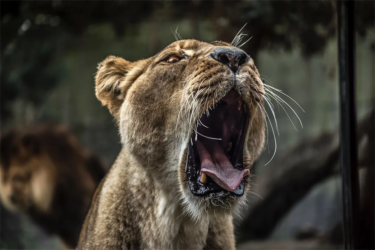 98 MARKETING | How to attract and close the rationally irrational customer. w/Steve Mckee.