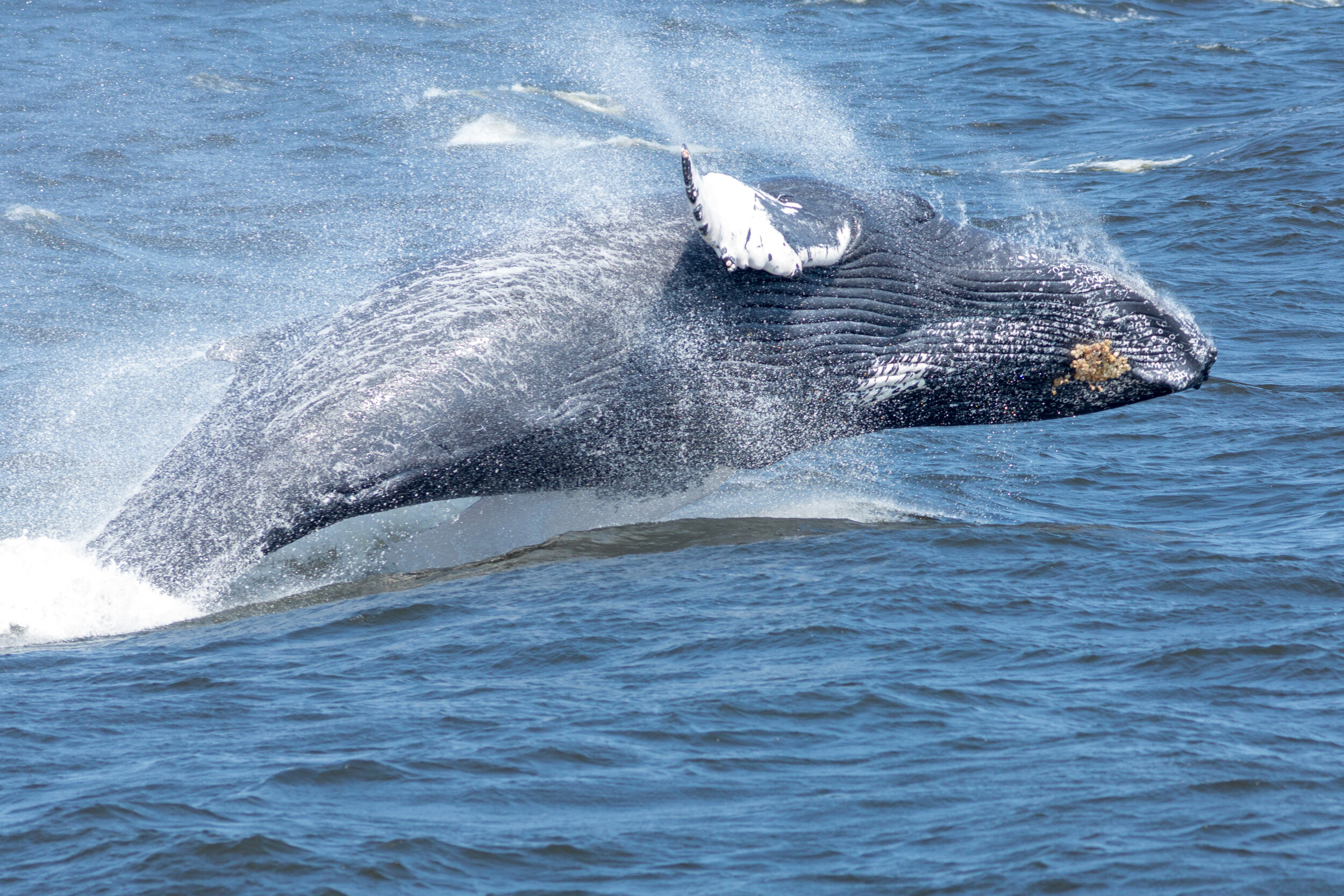 AndrewBeers_WhaleWatchingPhotos-29.jpg