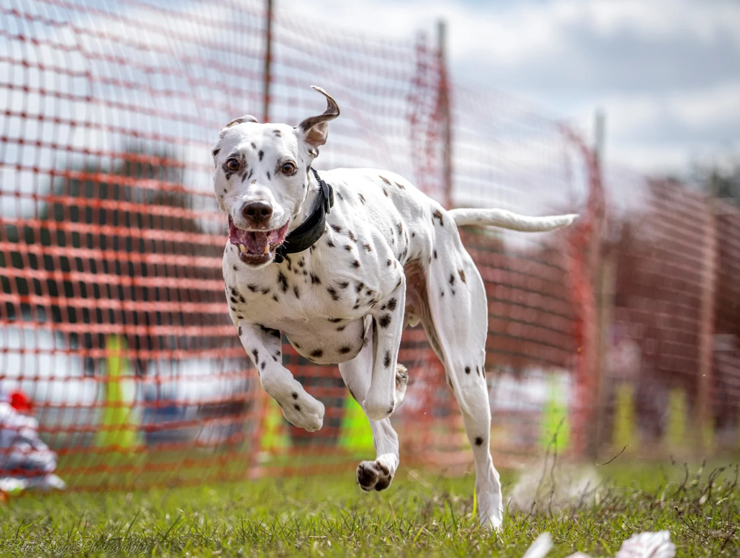 Dog Ranch - Naples