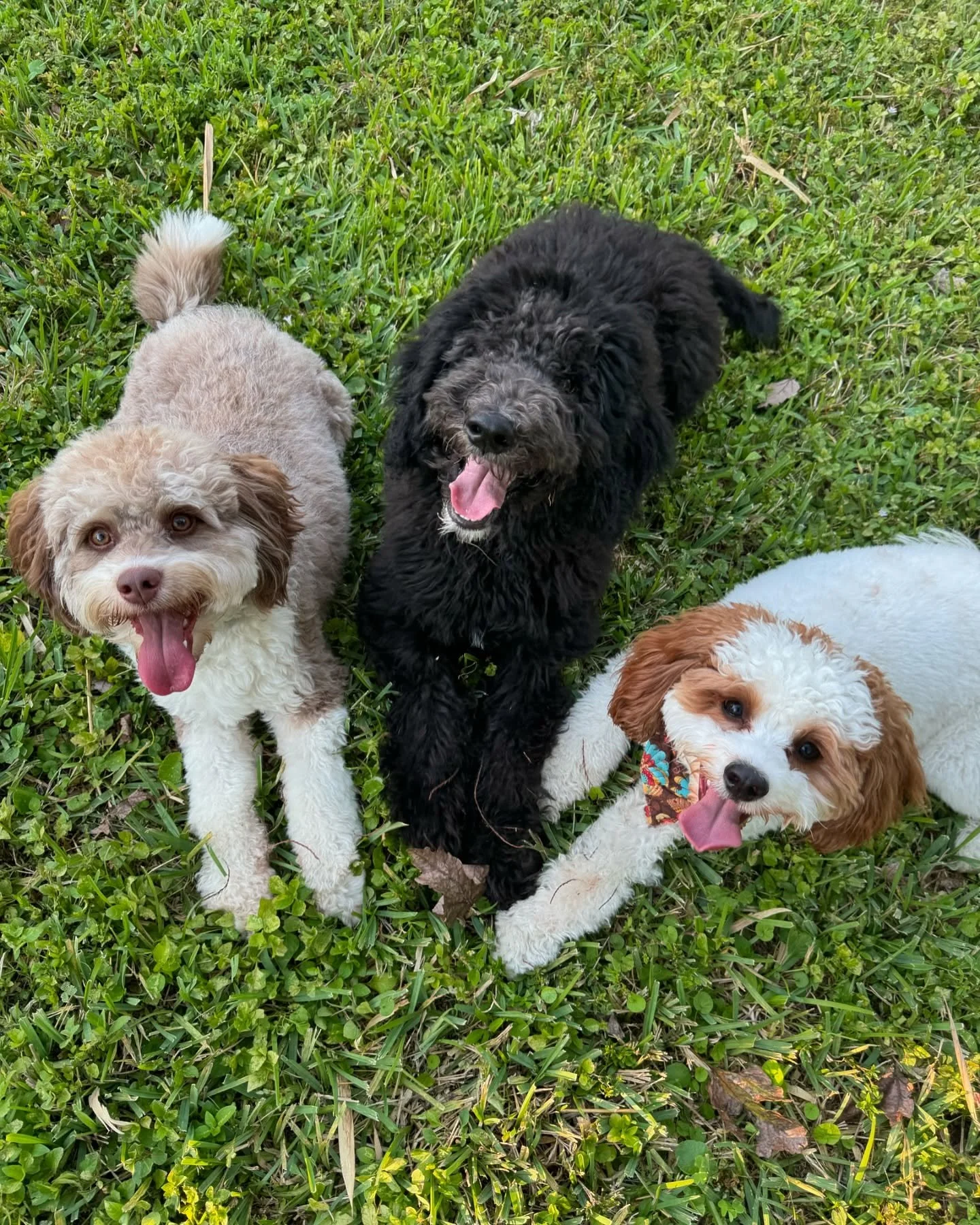 Dog Ranch - Naples