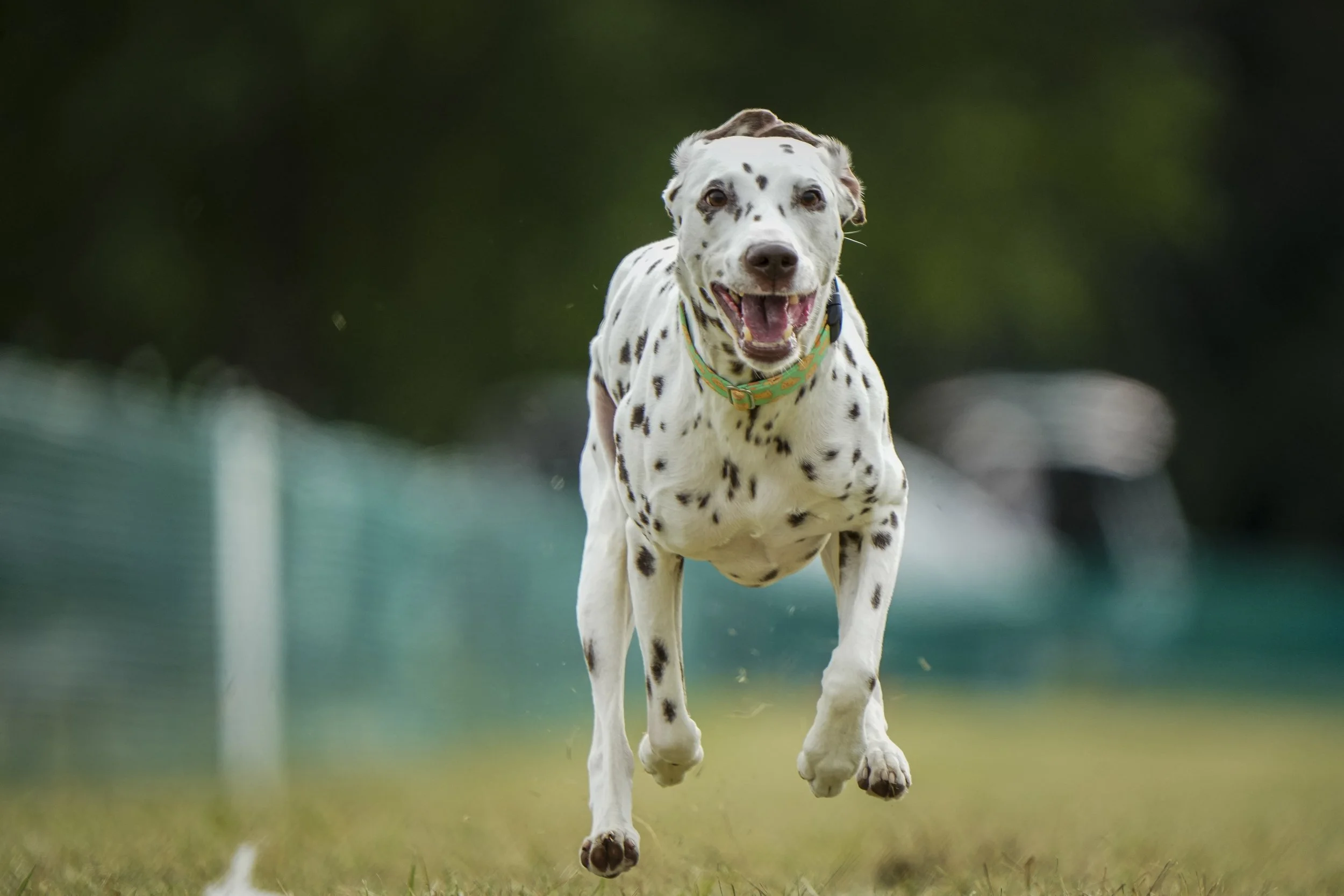 Do Dogs Need To Be Registered In Wisconsin