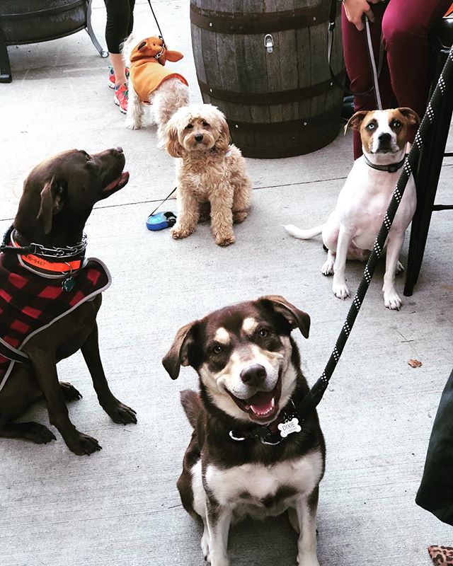 Team bonding is even better when our fur babies get to join! @savetheanimalsfoundation #yappyhour #keepingupwithaquarius #teambonding #happyhour #dogfamily #welovedogs #patiolife #woodburnbrewery #workhardplayhard