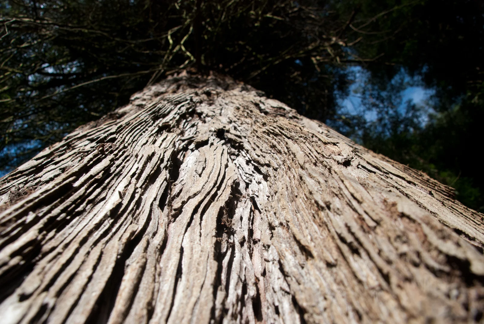 Up the trunk of a redwood tree (San Francisco, CA)