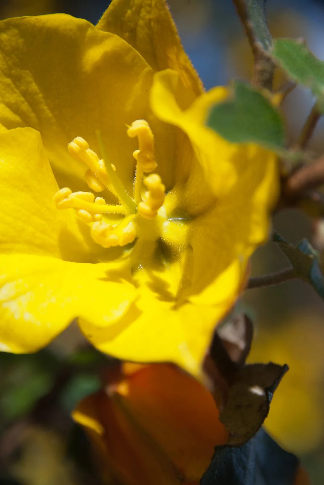 Macro view (San Francisco, CA)