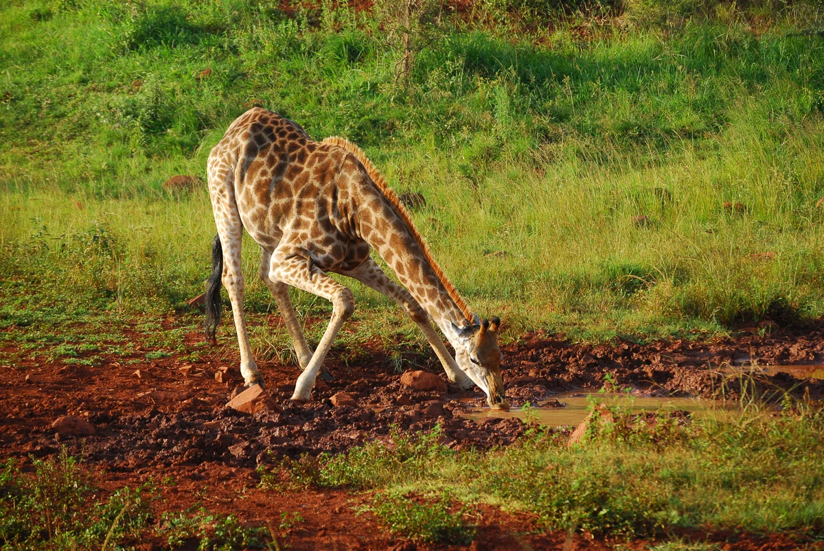 Giraffe taking a sunset drink at the watering hole (Hluhluwe, South Africa)