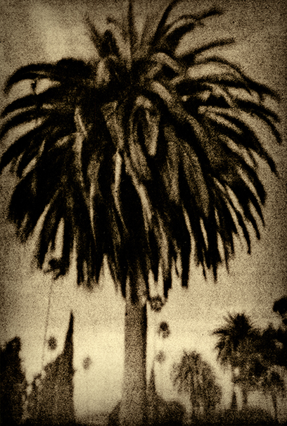 Palm Tree