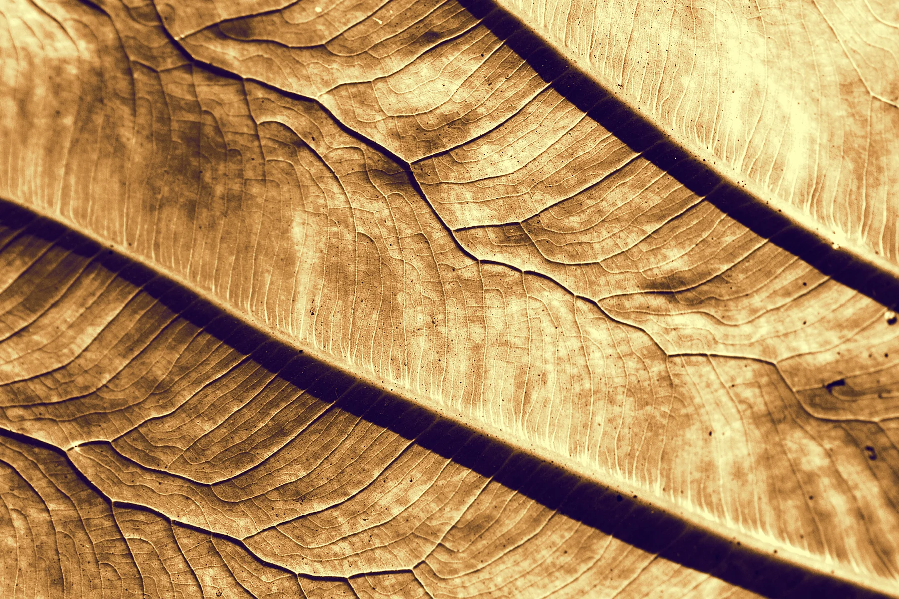 255237704_71d7037577_o.jpg