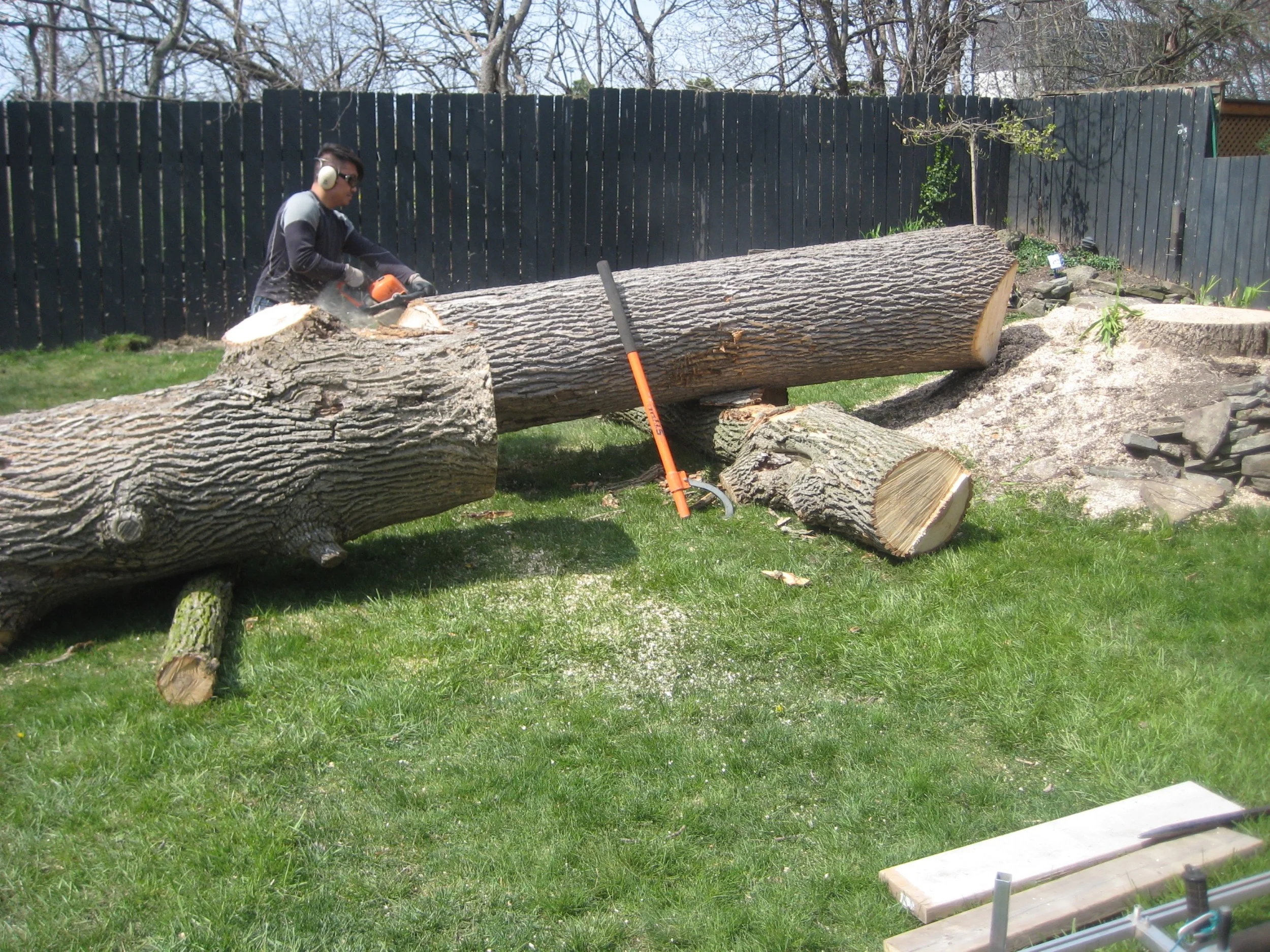 First, Chong cut the bottom section free. This section will have long straight grain wood because it is free of branches. These slabs will have very little character, and be ideal for furniture parts like legs.