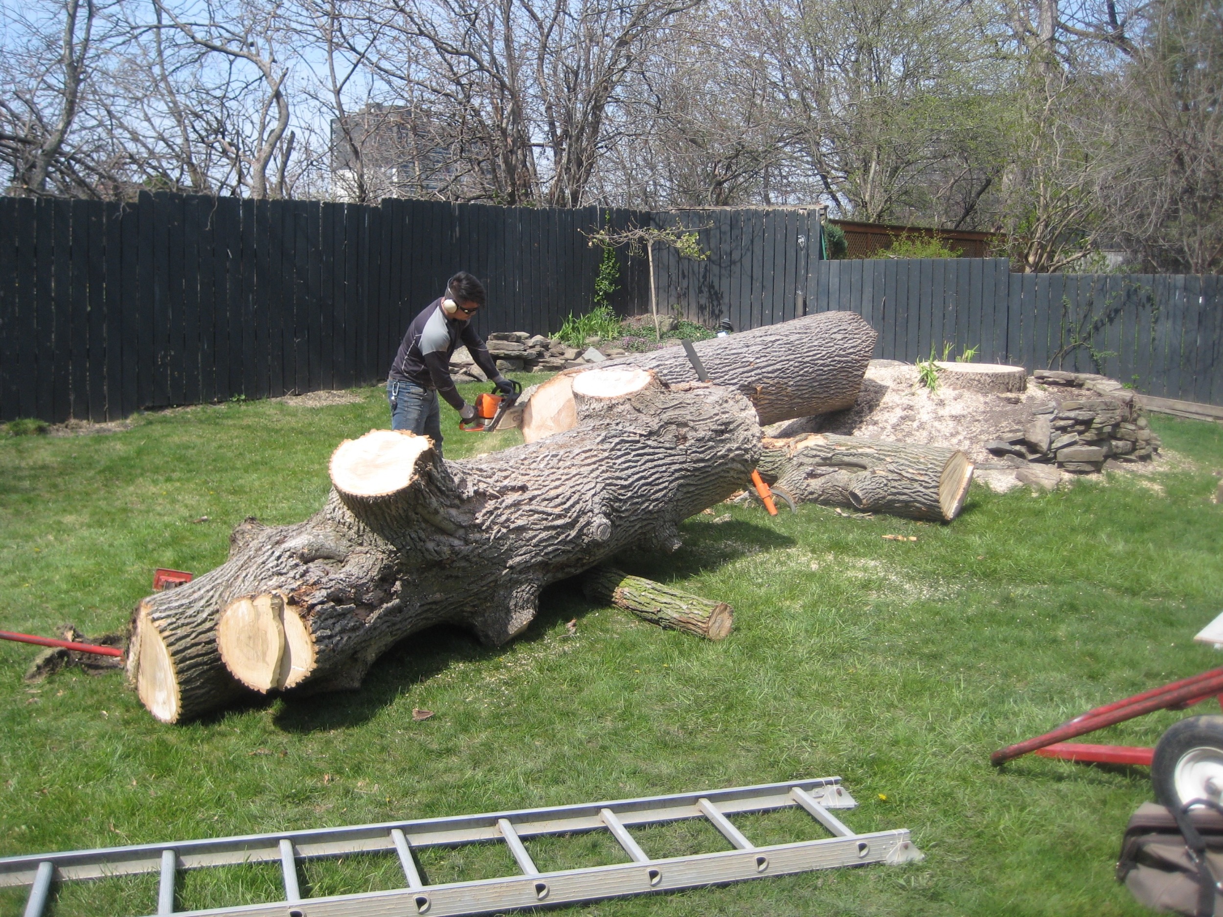 Chong is trimming off the only limb in this section. The arborists cut off the branch, but we wanted it trimmed tight to the tree so it wouldn't interfere with the mill. 
