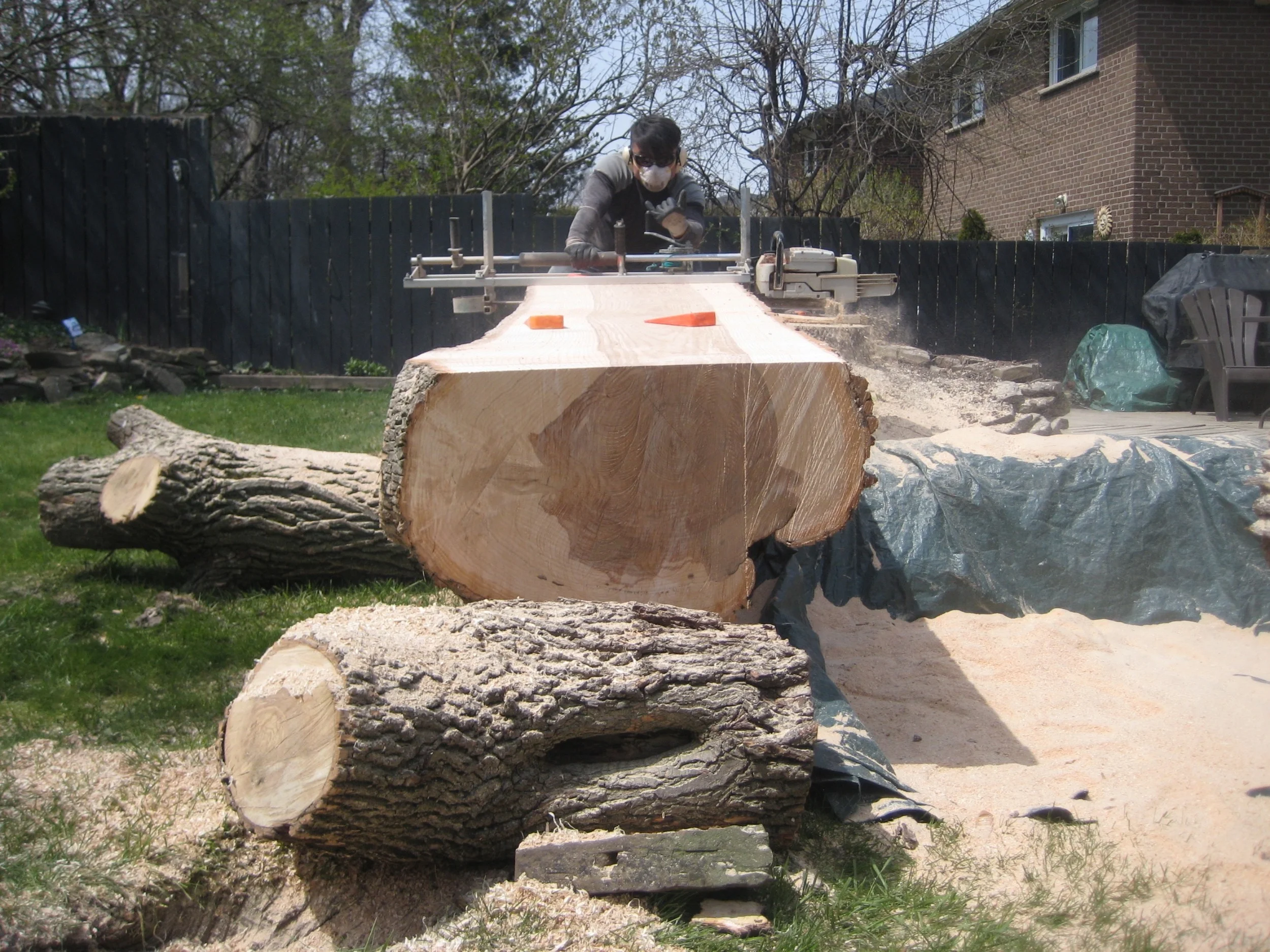 Here is the log with the first cut removed. Chong is now beginning the second cut. See how the mill rides on the first cut? This is the basic process. Each cut rides on the next. The chainsaw which is equipped with a special rip blade, mills down the length of the tree, freeing each slab. Each cut takes around 20-30 minutes. Its not easy! The log took all day!