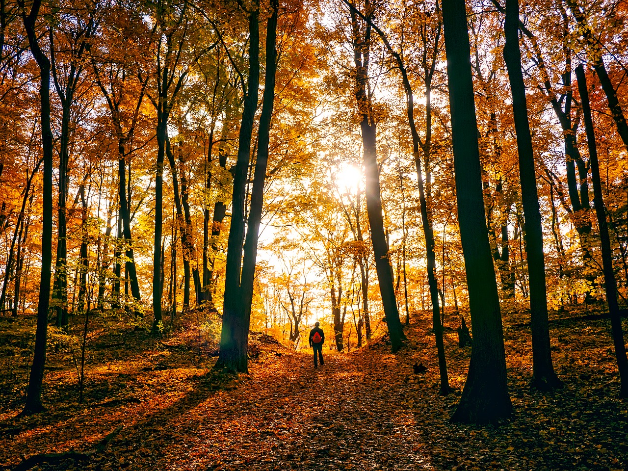 autumn leaves.jpg