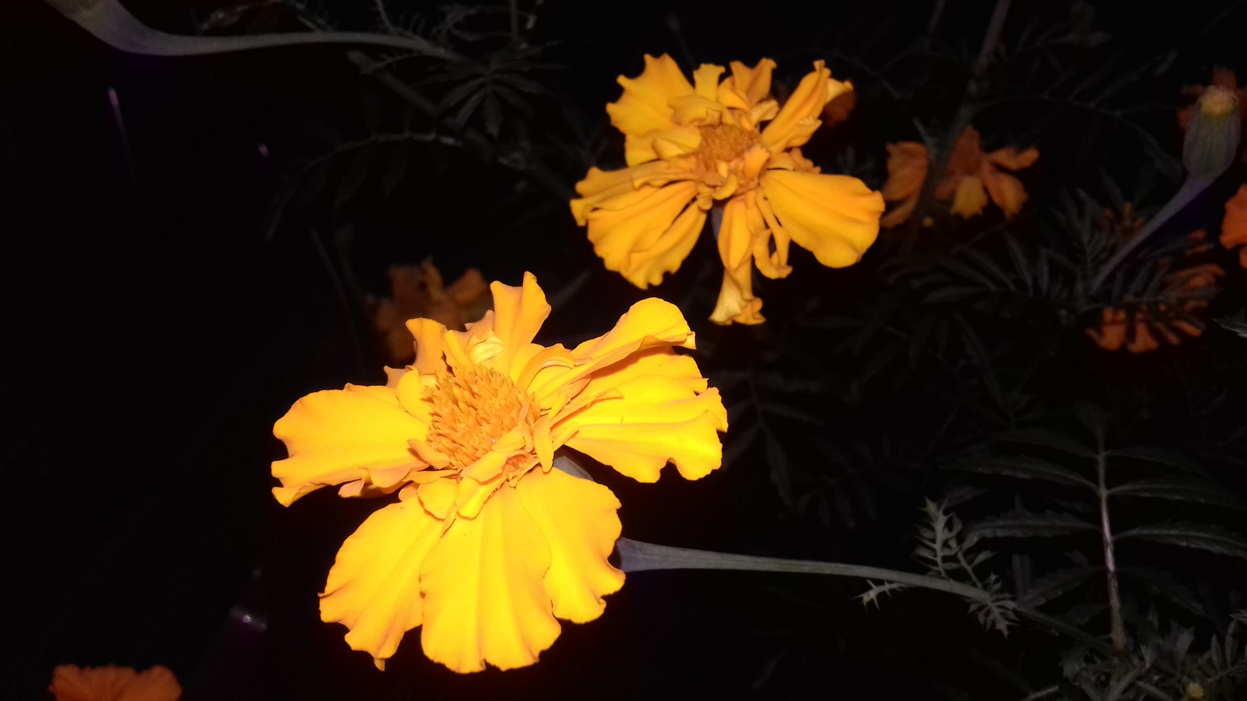 20170816_205700.jpg