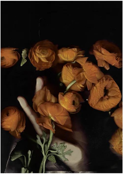 Image Credit: Paloma Mayorga, Poderosa II , 2016. Ranunculus, Digital C-type print, 45” x 30”