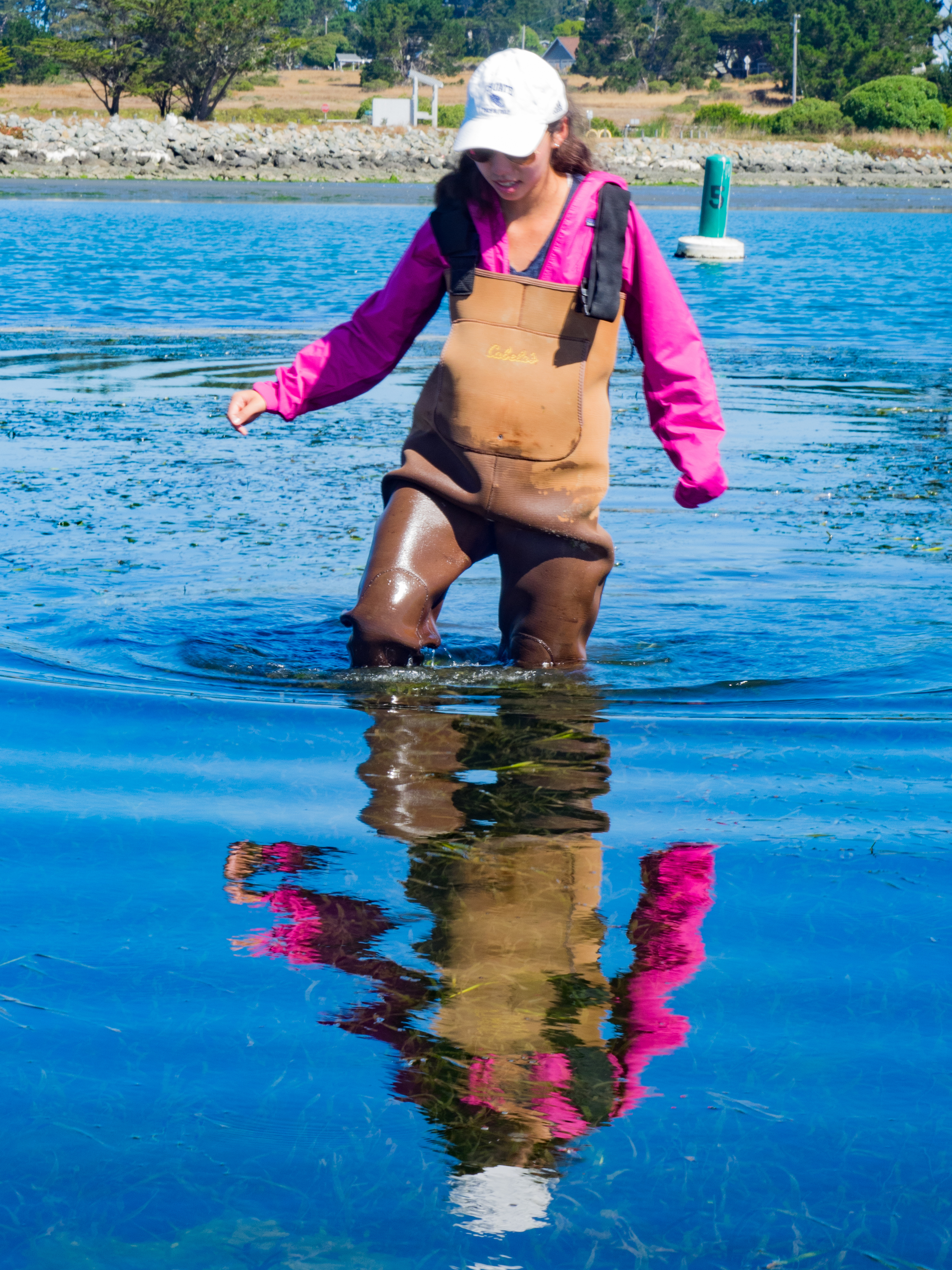 Grace sampling in seagrass beds, Bodega Harbor, CA. Photo credit: A. Ninokawa